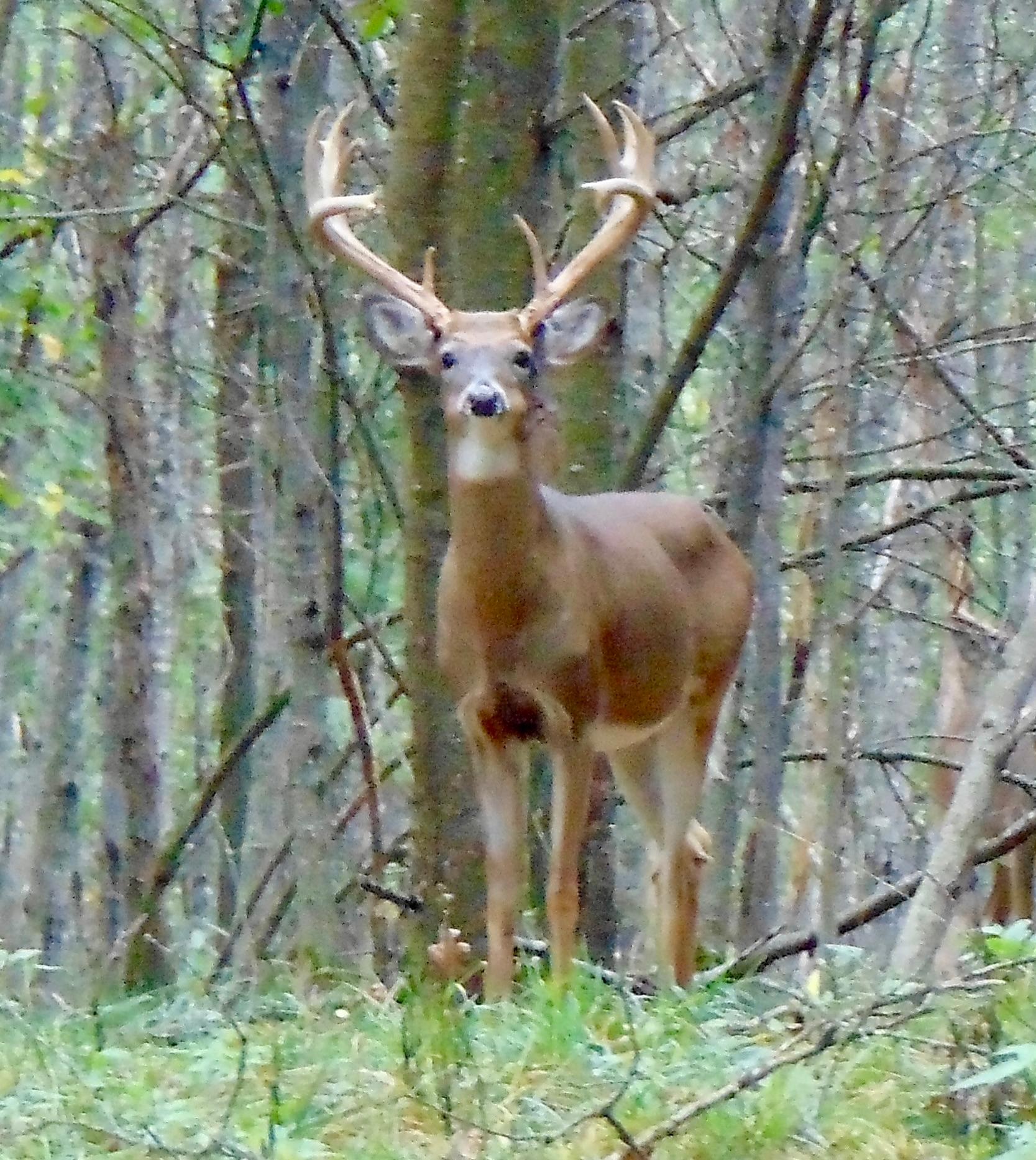 Lake Tomahawk, Wisconsin, 54487, United States, ,Residential,For Sale,1973874