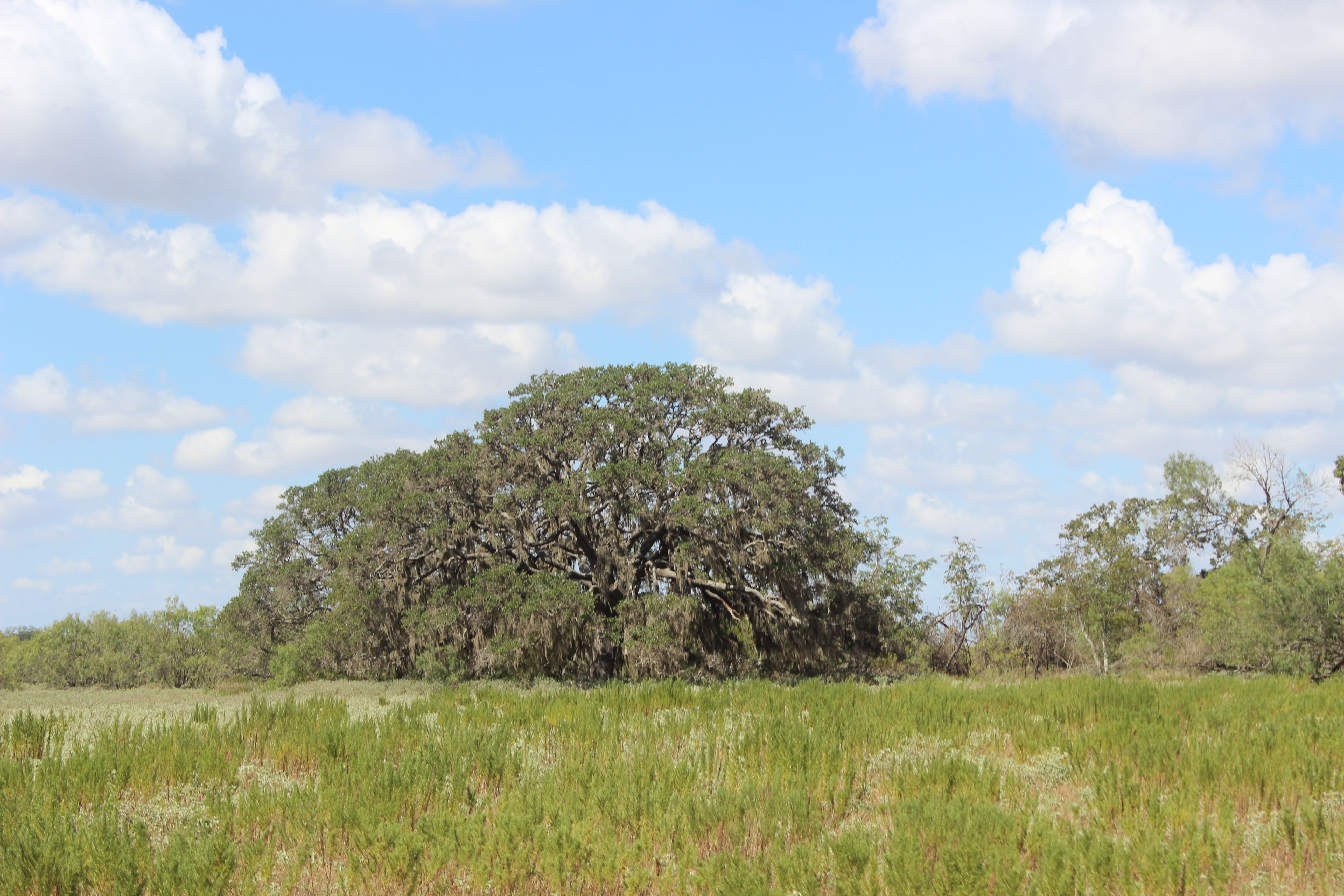  398+/- Acre Grass Pond Colony Ranch - 物件實景