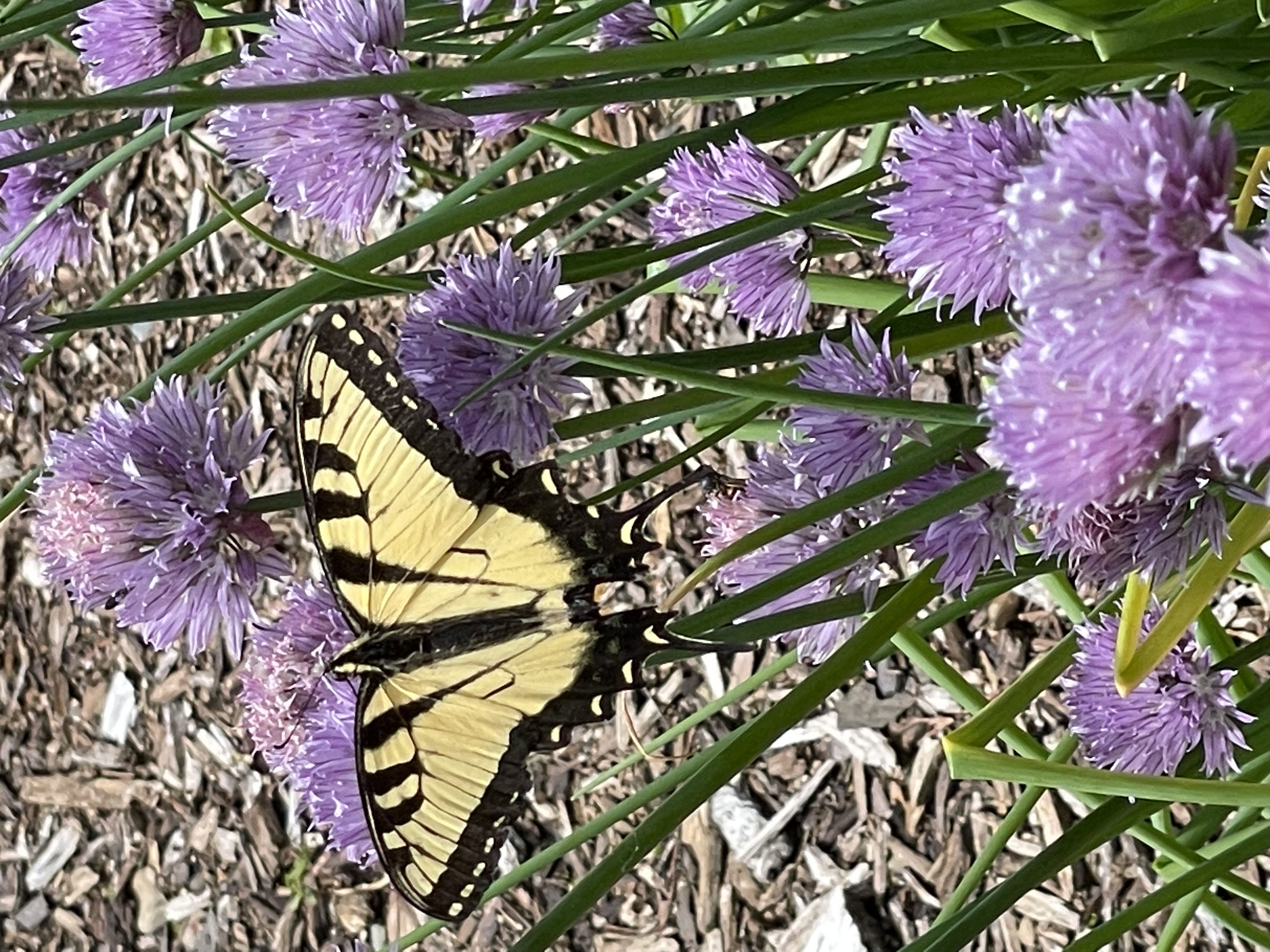 Mena, Arkansas, 71953, United States, 3 Bedrooms Bedrooms, ,3 BathroomsBathrooms,Residential,For Sale,1979119