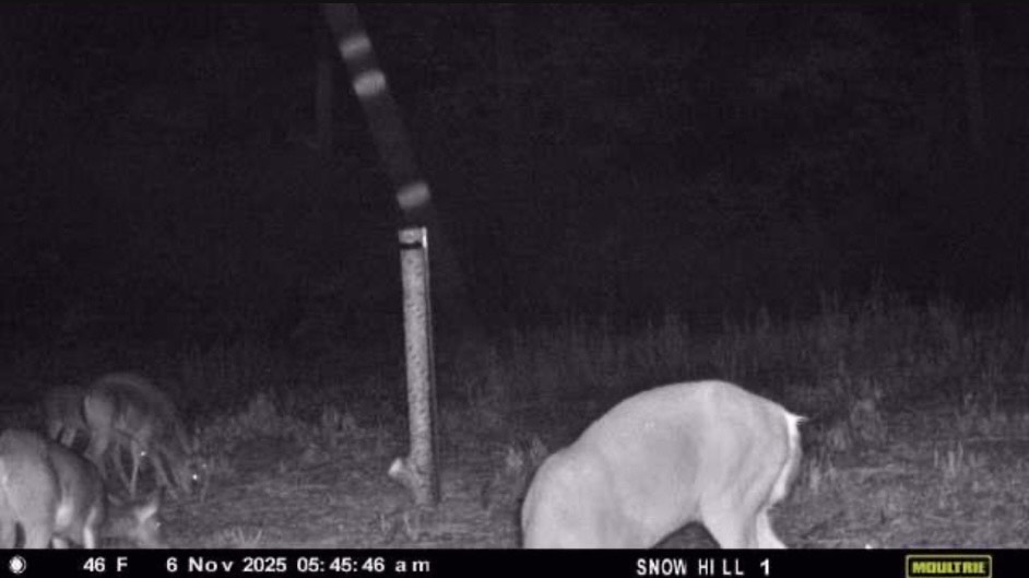 Bowdon, Georgia, 30108, United States, ,Land,For Sale,1989904