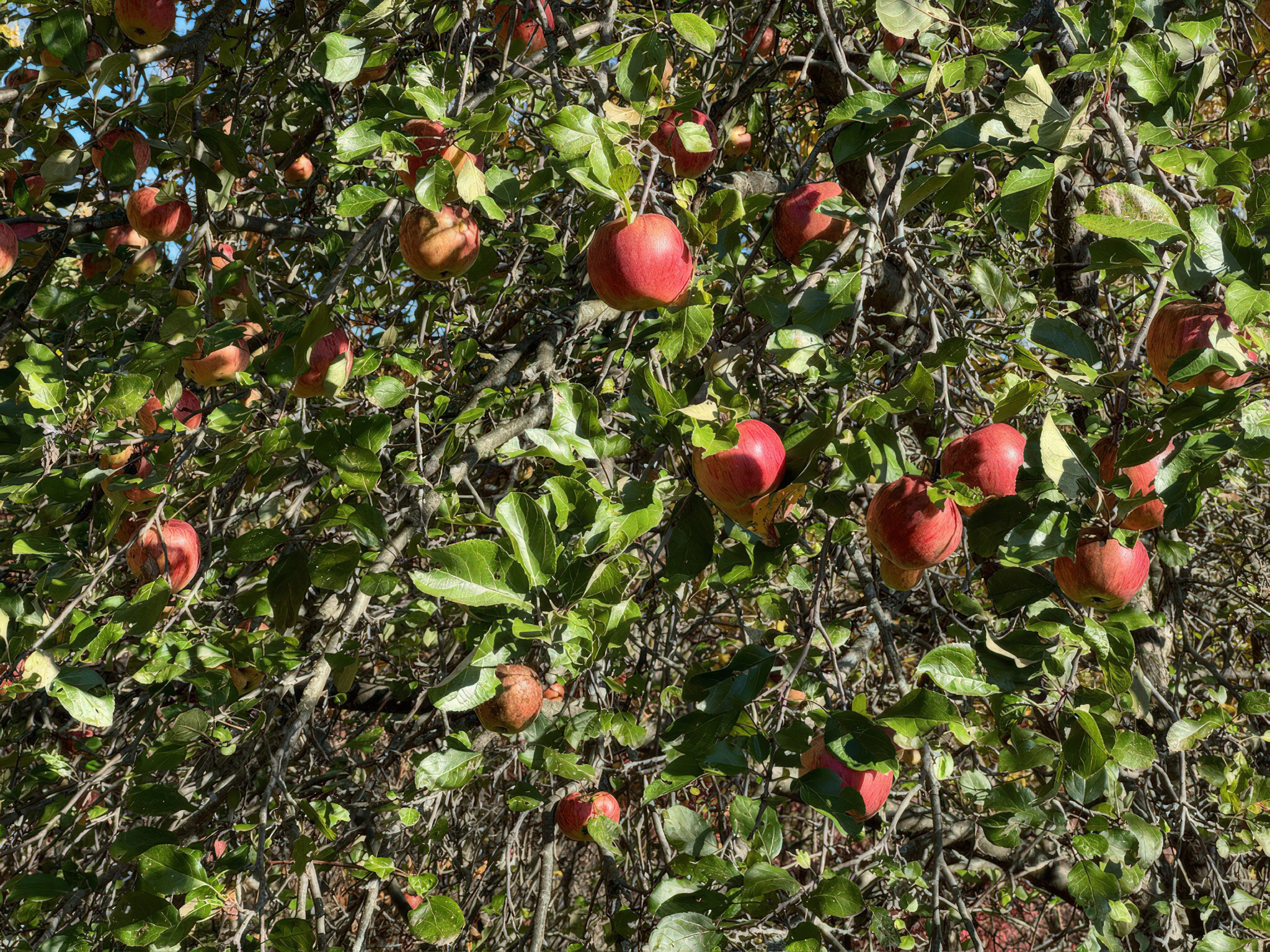 Branch, Michigan, 49402, United States, 1 Bedroom Bedrooms, ,1 BathroomBathrooms,Residential,For Sale,2001233