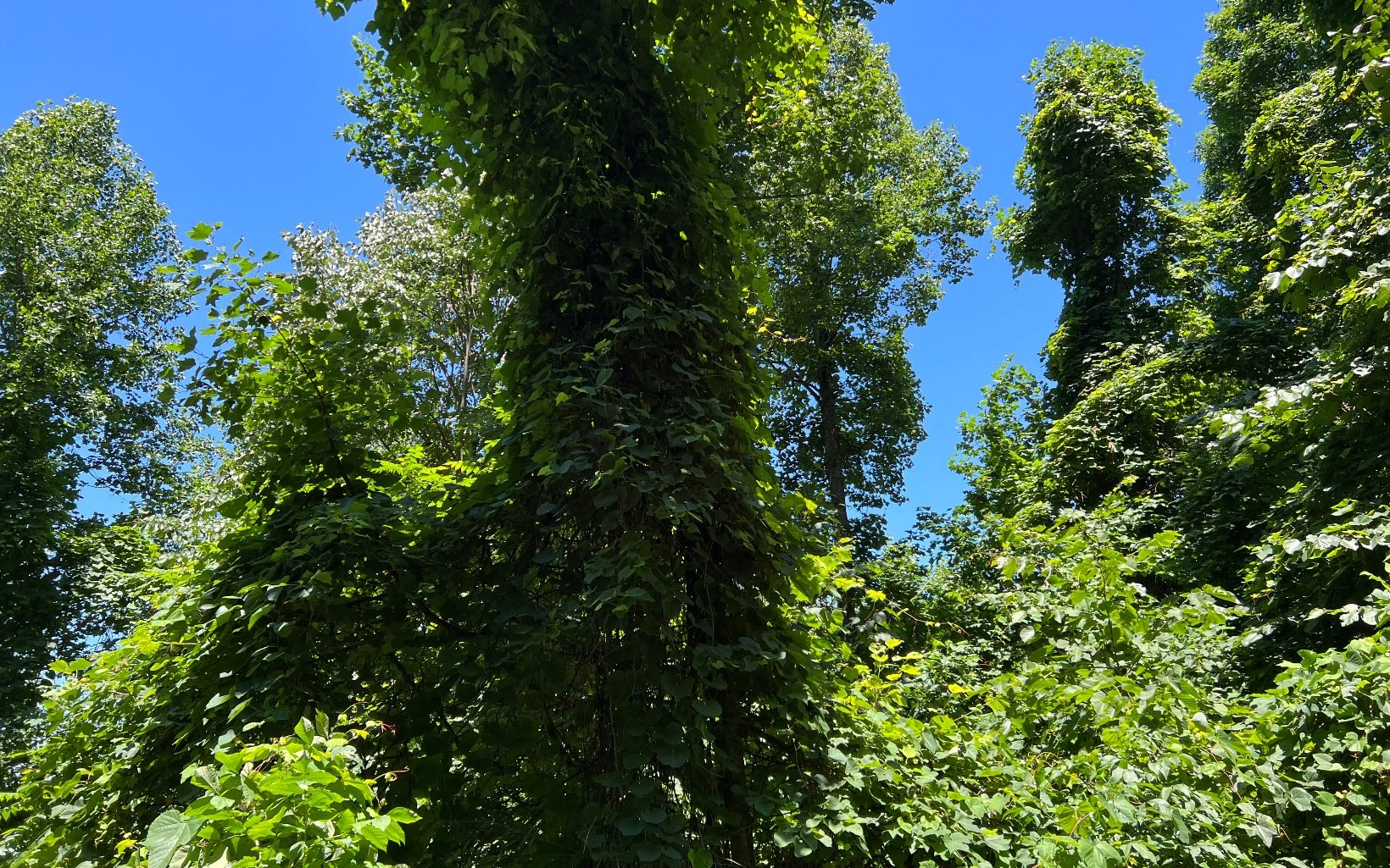 101ac Lori'S Mountain, Hayesville, North Carolina, 28904, United States, ,Residential,For Sale,101ac Lori'S Mountain,1304629