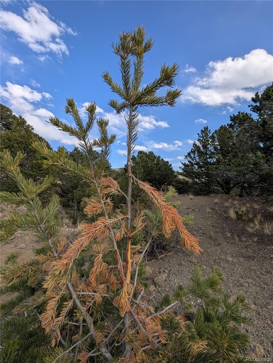 Buena Vista, Colorado, 81211, United States, ,Land,For Sale,1979562