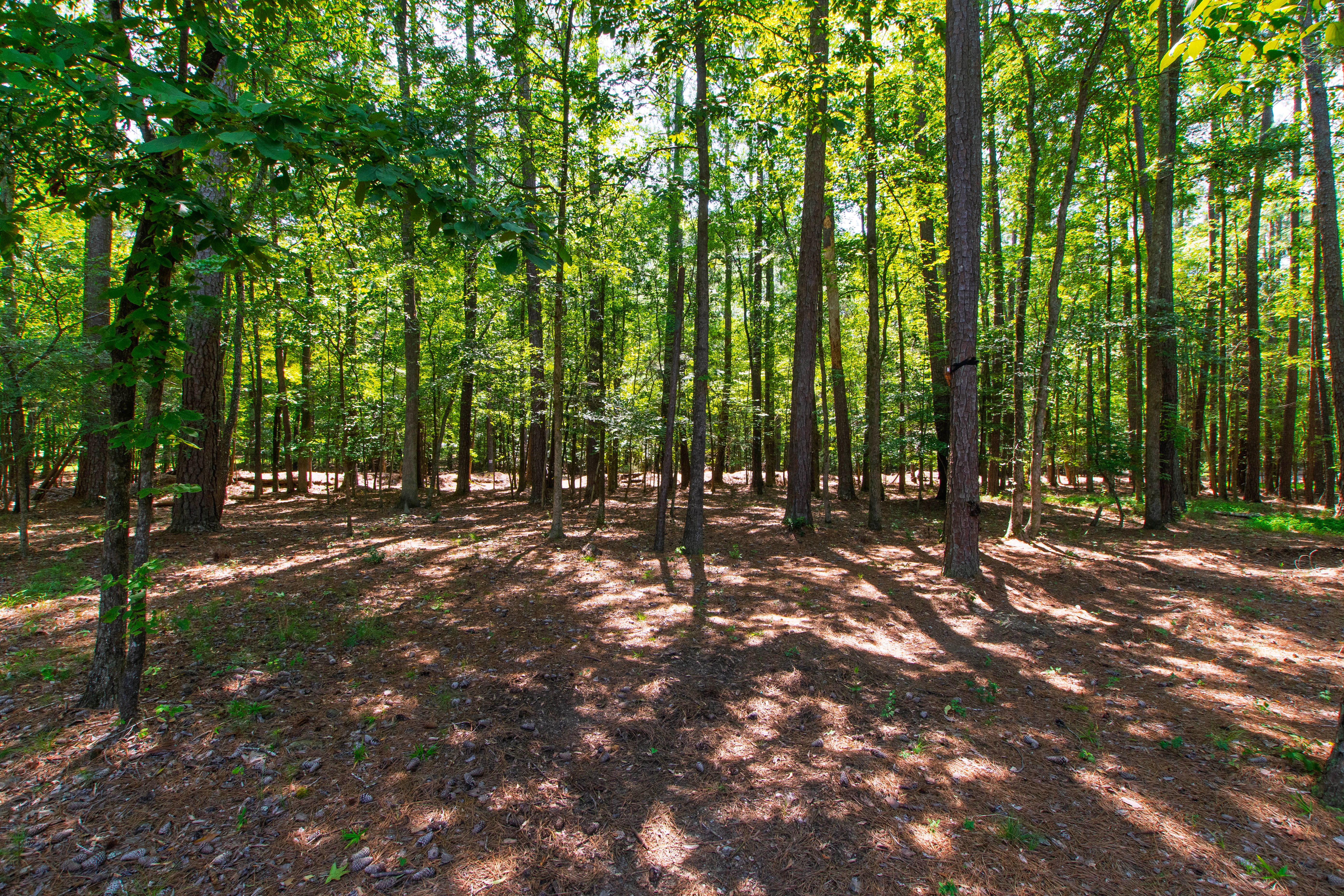  2560 New Hope Drive, Chapel Hill, NC 27514 - 物件實景