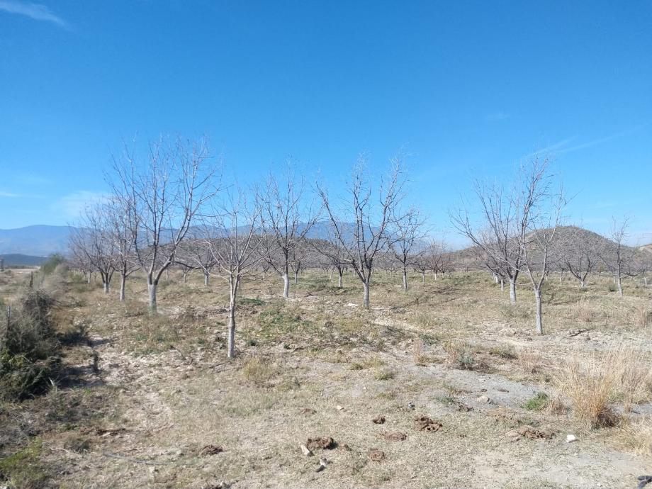 KM 3 CARRETERA PARRAS A GENERAL CEPEDA, Parras, Coahuila de Zaragoza, 27987, Mexico, 1 Bedroom Bedrooms, ,Residential,For Sale,KM 3 CARRETERA PARRAS A GENERAL CEPEDA,1472261