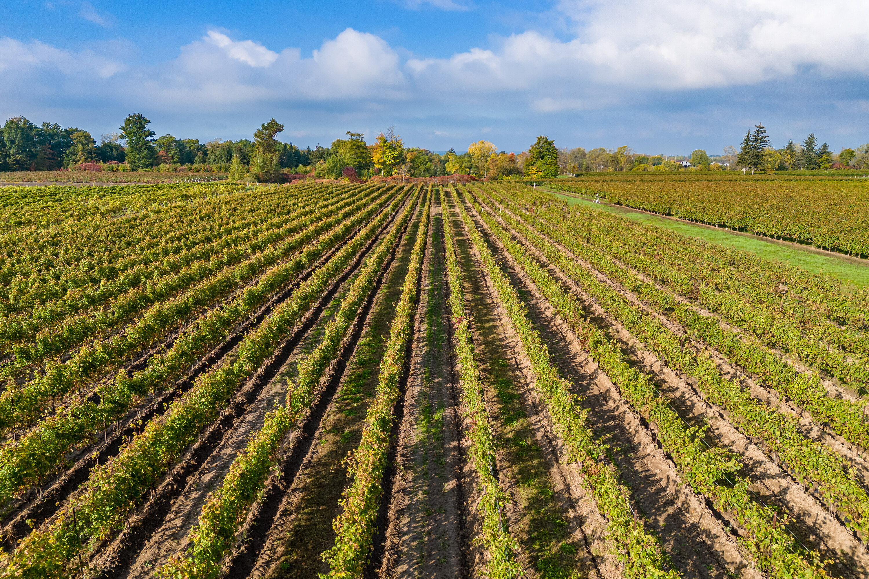  Fully Established Vineyard - 物件實景