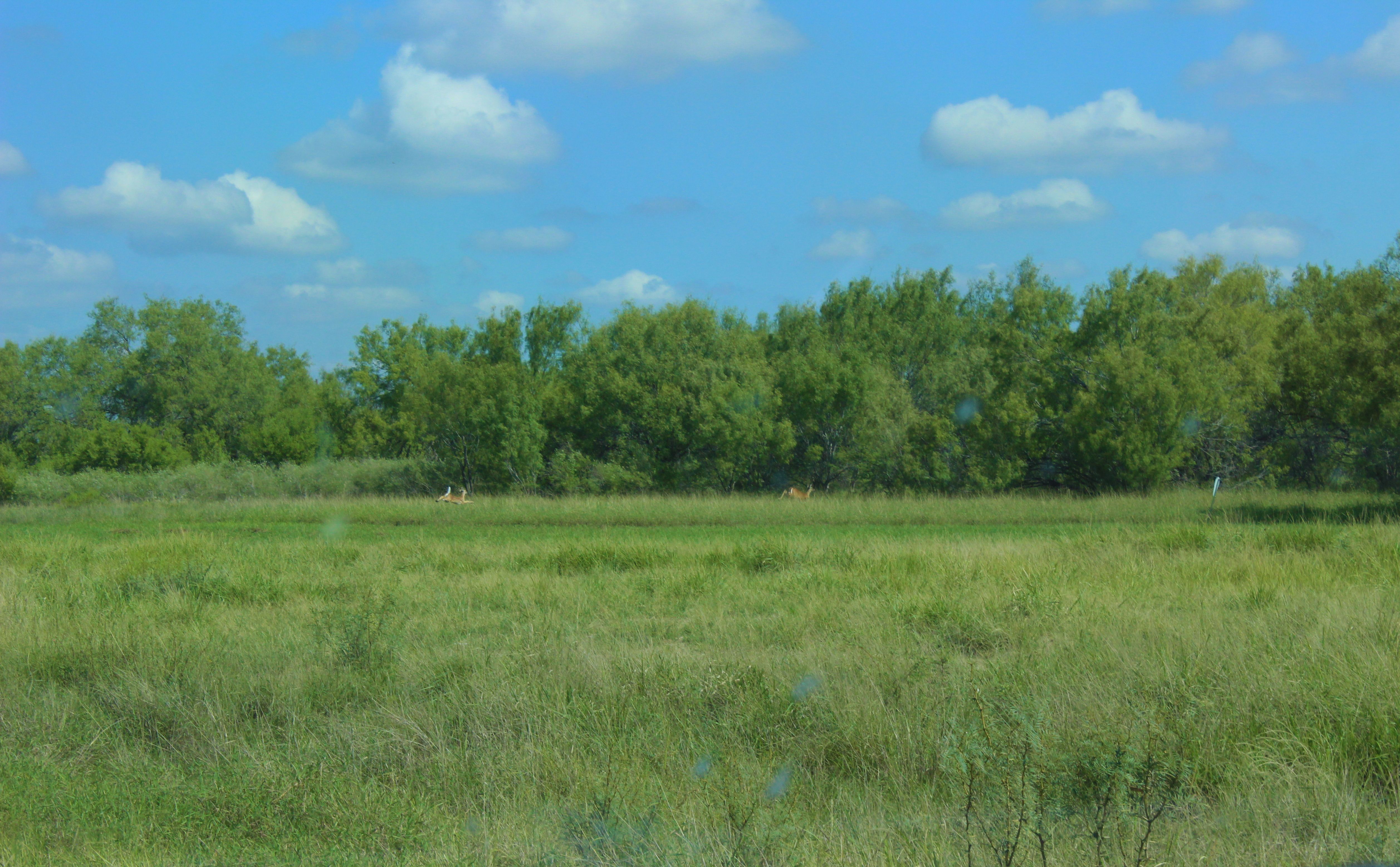  5550+/- Acre Pueblo Ranch in Dimmit County - 物件實景
