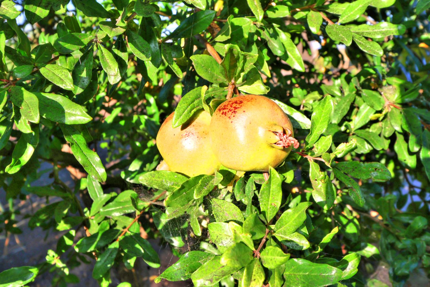 Walnut Grove, California, 95690, United States, 5 Bedrooms Bedrooms, ,3 BathroomsBathrooms,Residential,For Sale,1957042