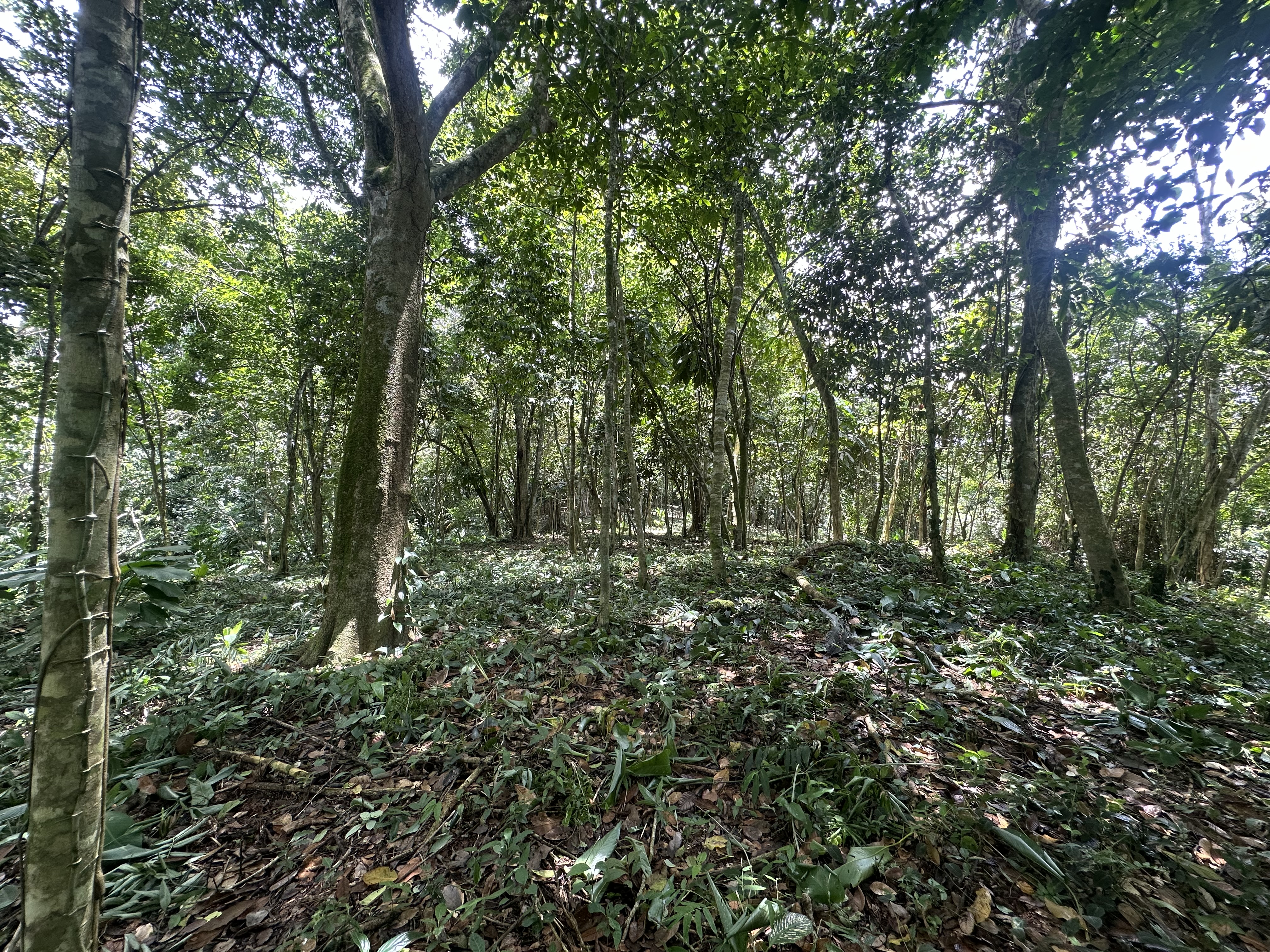 Palmar Norte, Palmar, Puntarenas, CR, ,Land,For Sale,Palmar Norte,1667866
