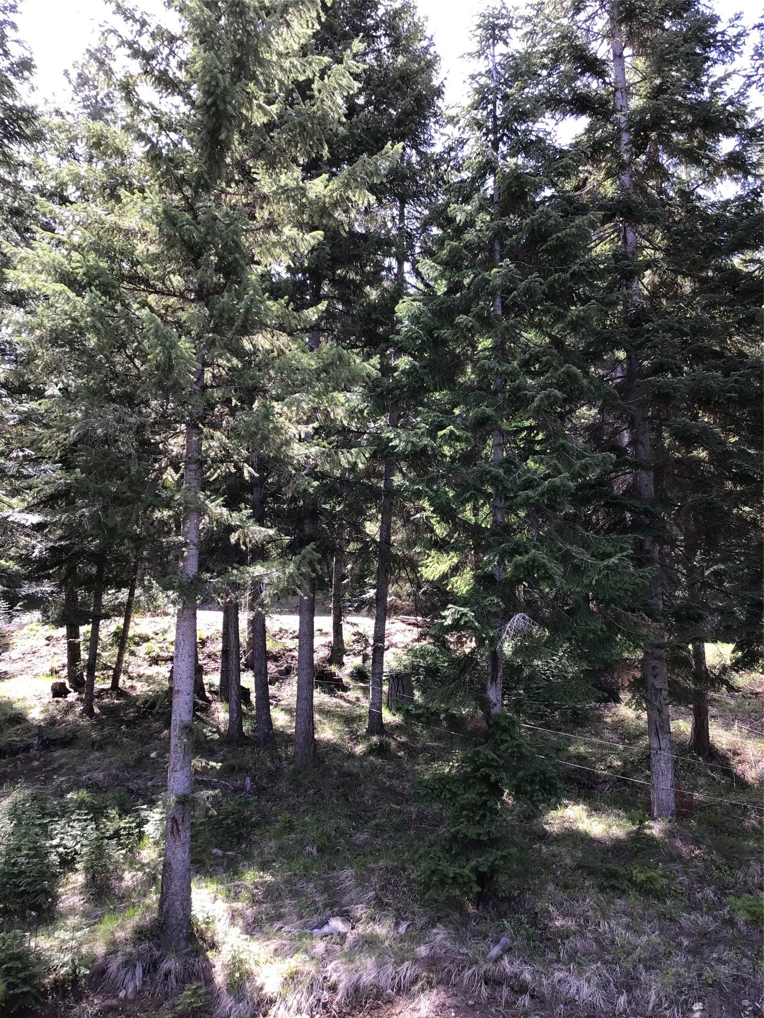 De Borgia, Montana, 59830, United States, 2 Bedrooms Bedrooms, ,2 BathroomsBathrooms,Residential,For Sale,1919632