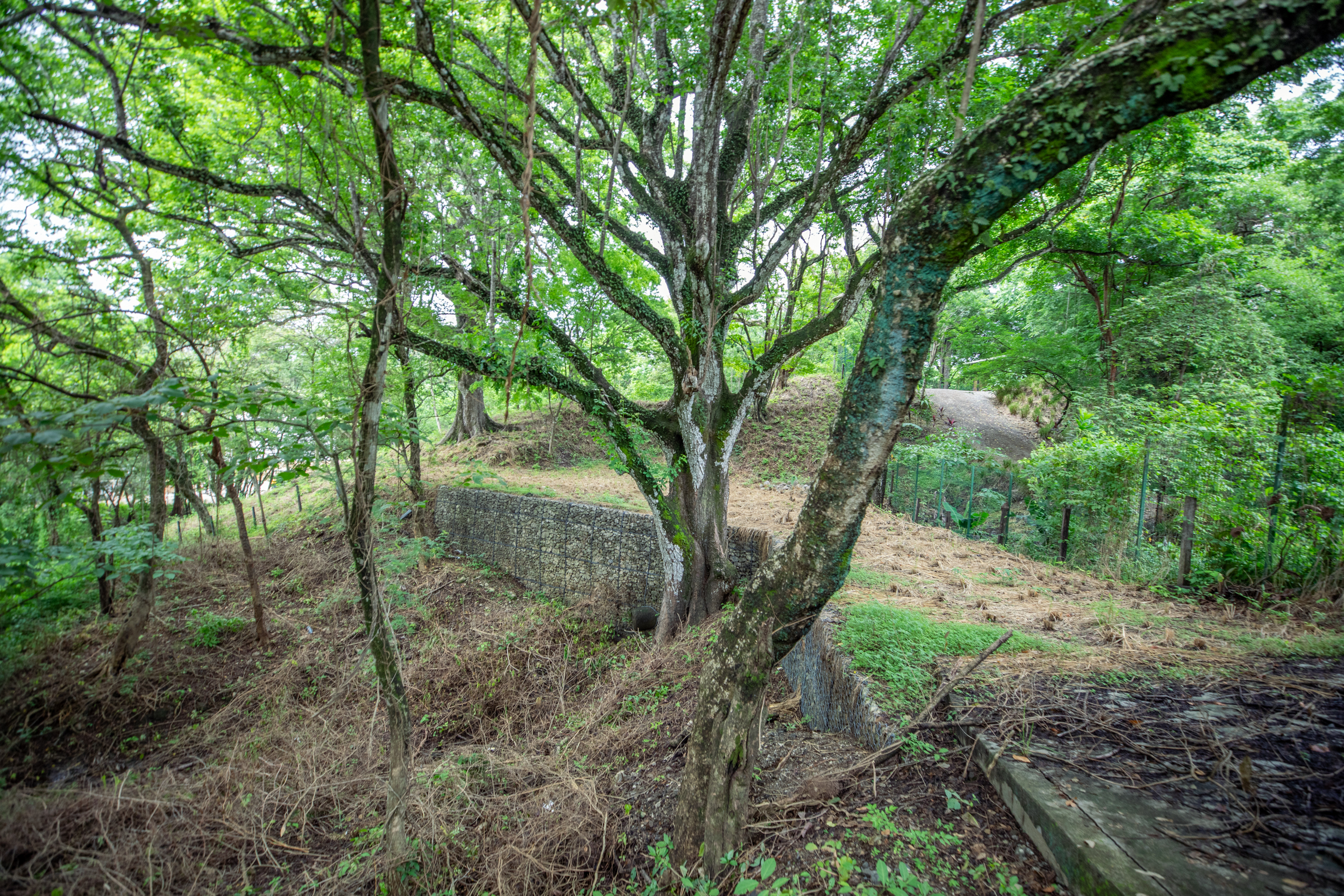 Nosara, Guanacaste, CR, ,Land,For Sale,1856985