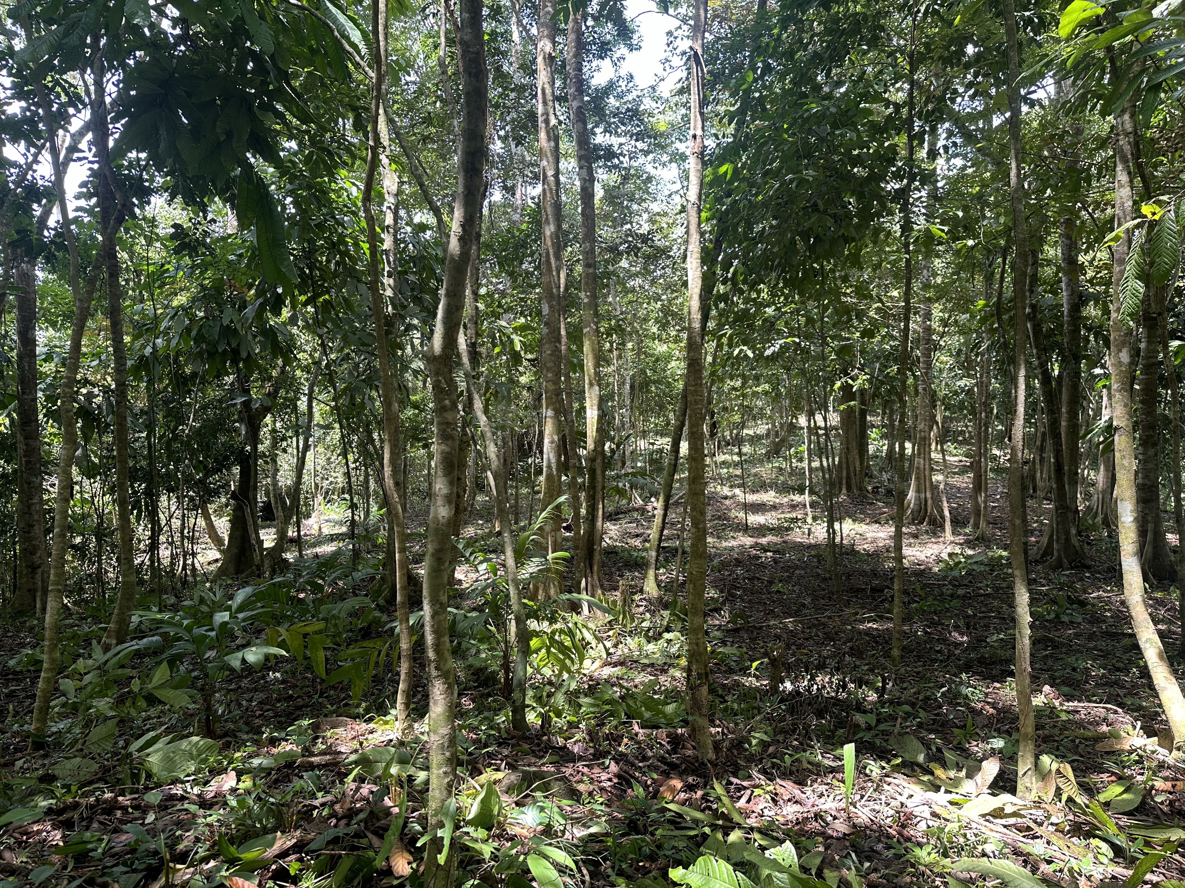 Palmar Norte, Palmar, Puntarenas, CR, ,Land,For Sale,Palmar Norte,1667866