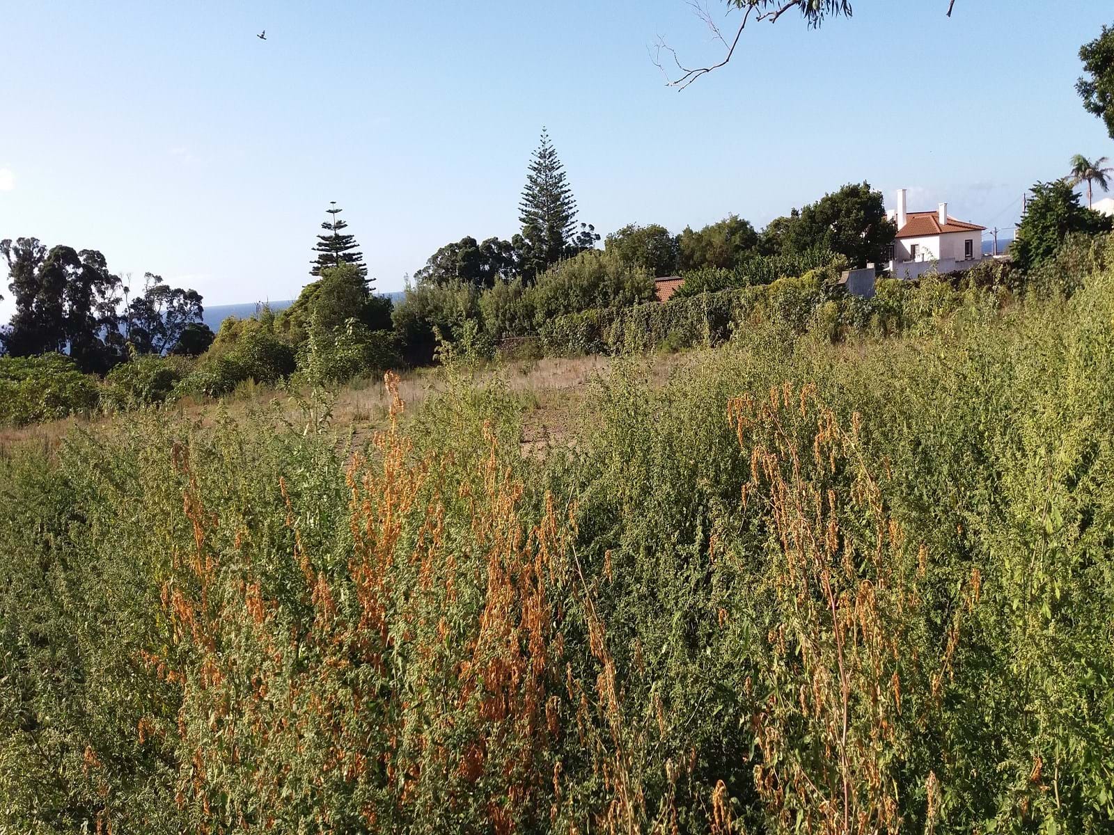 Ponta Delgada, Ilha de São Miguel, 9500-000, PT, ,Land,For Sale,1700309