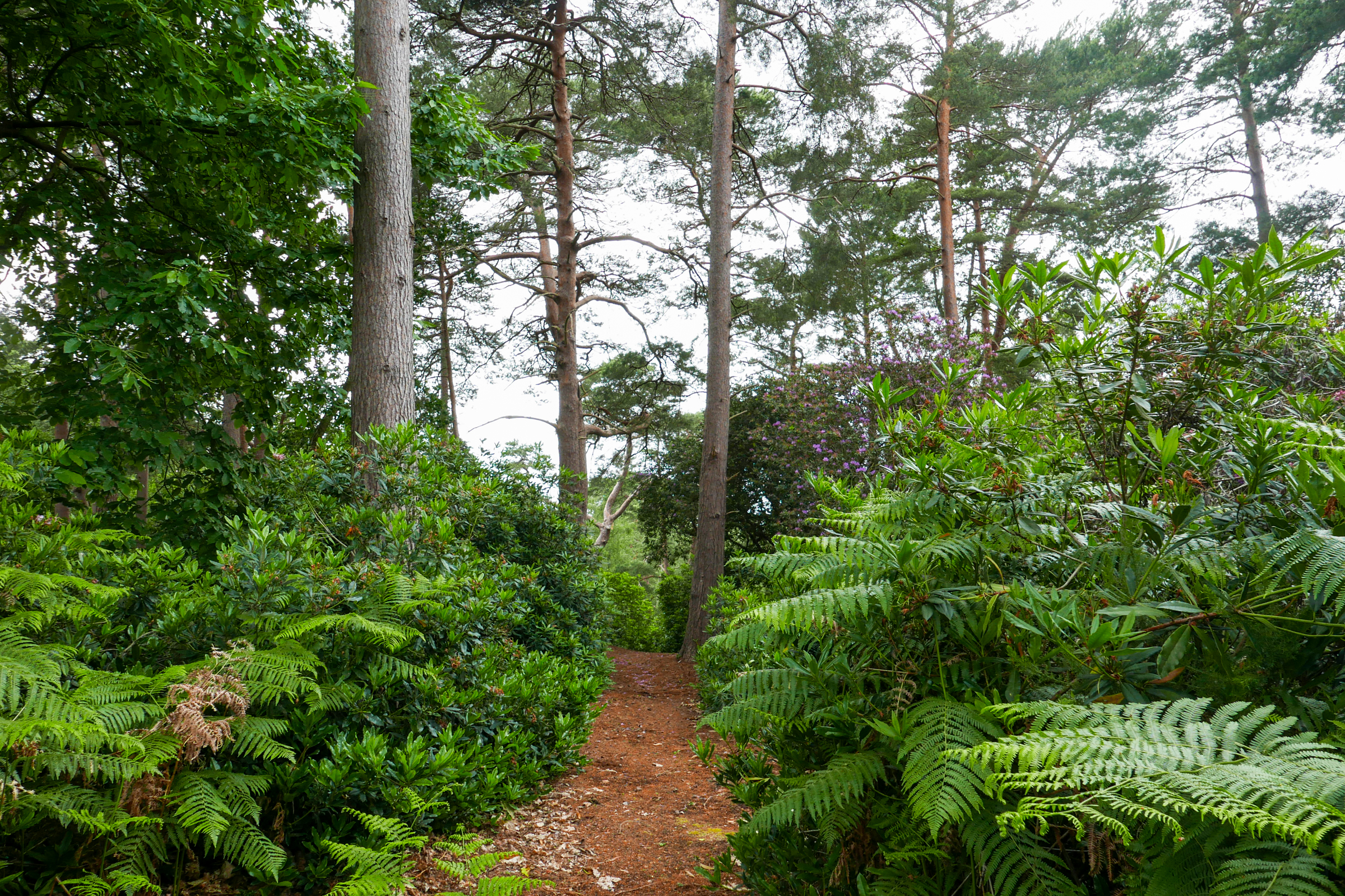  A 6.81-acre development opportunity in the heart of St George’s Hill - 物件實景