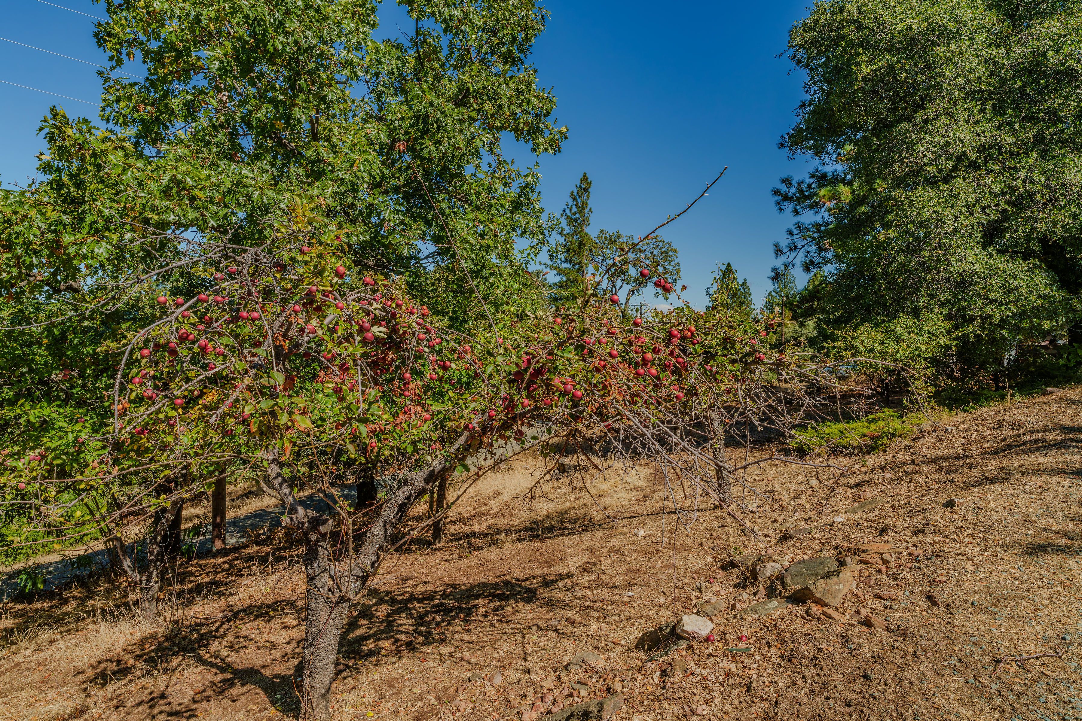  17900 Holly Road, Fiddletown, CA 95629 - 物件實景