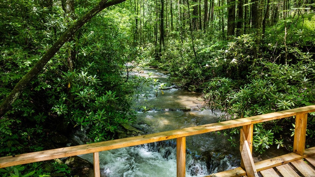 Ellijay, Georgia, 30540, United States, 5 Bedrooms Bedrooms, ,5 BathroomsBathrooms,Residential,For Sale,1868155