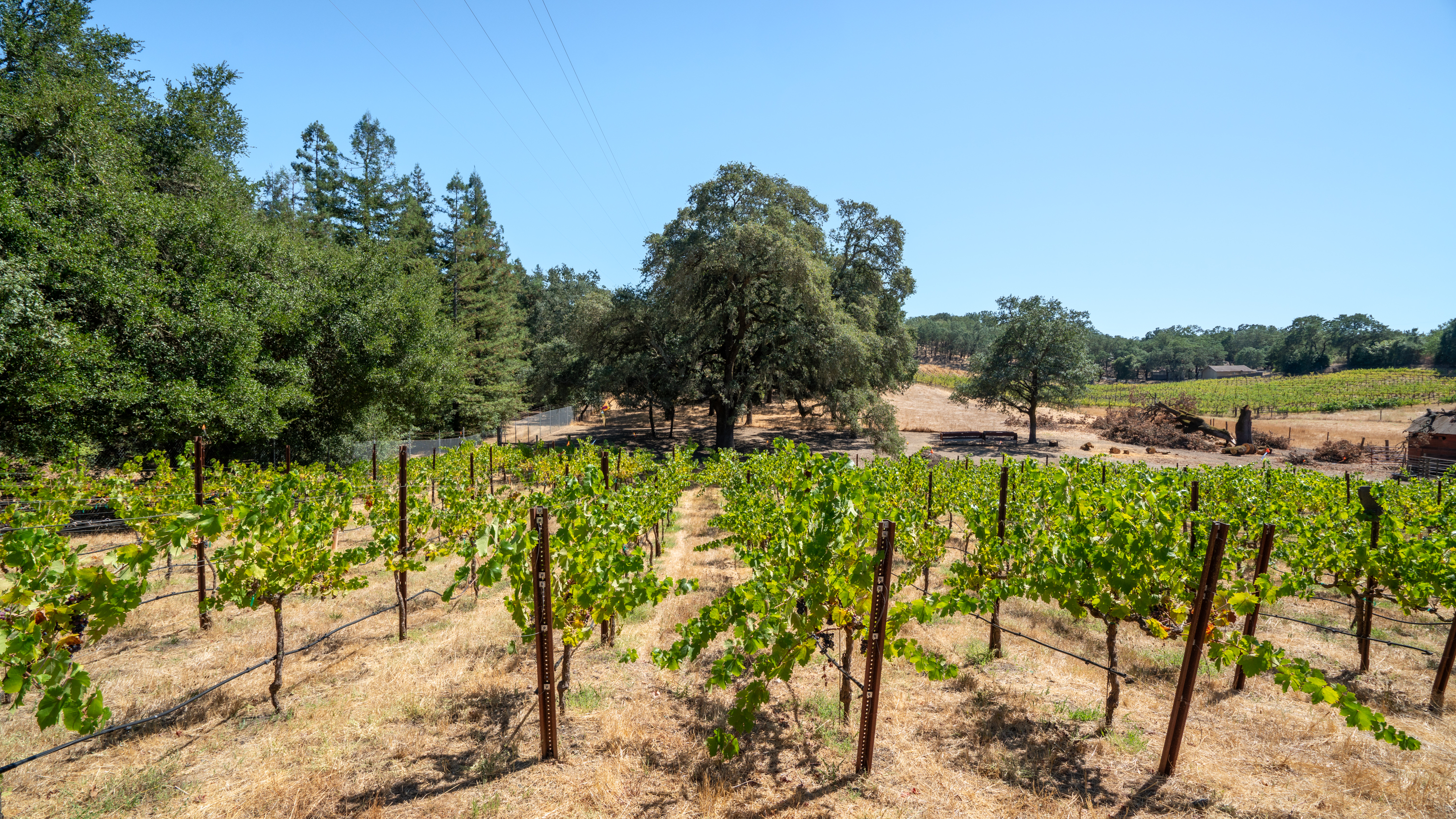  Rare Opportunity in Alexander Valley - 物件實景
