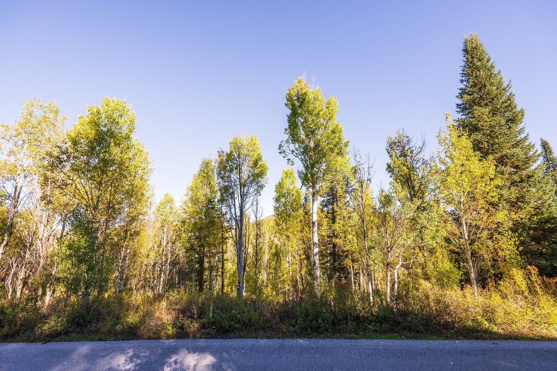  1.32-Acre Wooded Retreat in Gated Pine Mountain Near Oakley - 物件實景