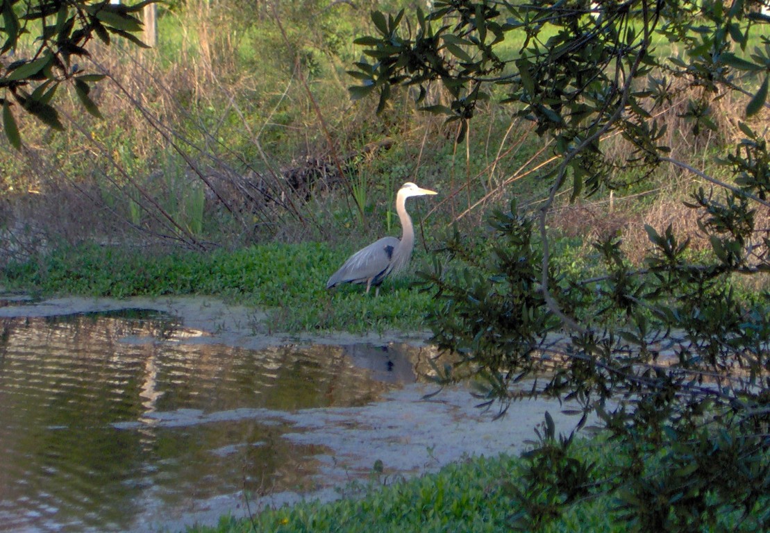 Fernandina Beach, Florida, 32034, United States, ,Land,For Sale,1974147