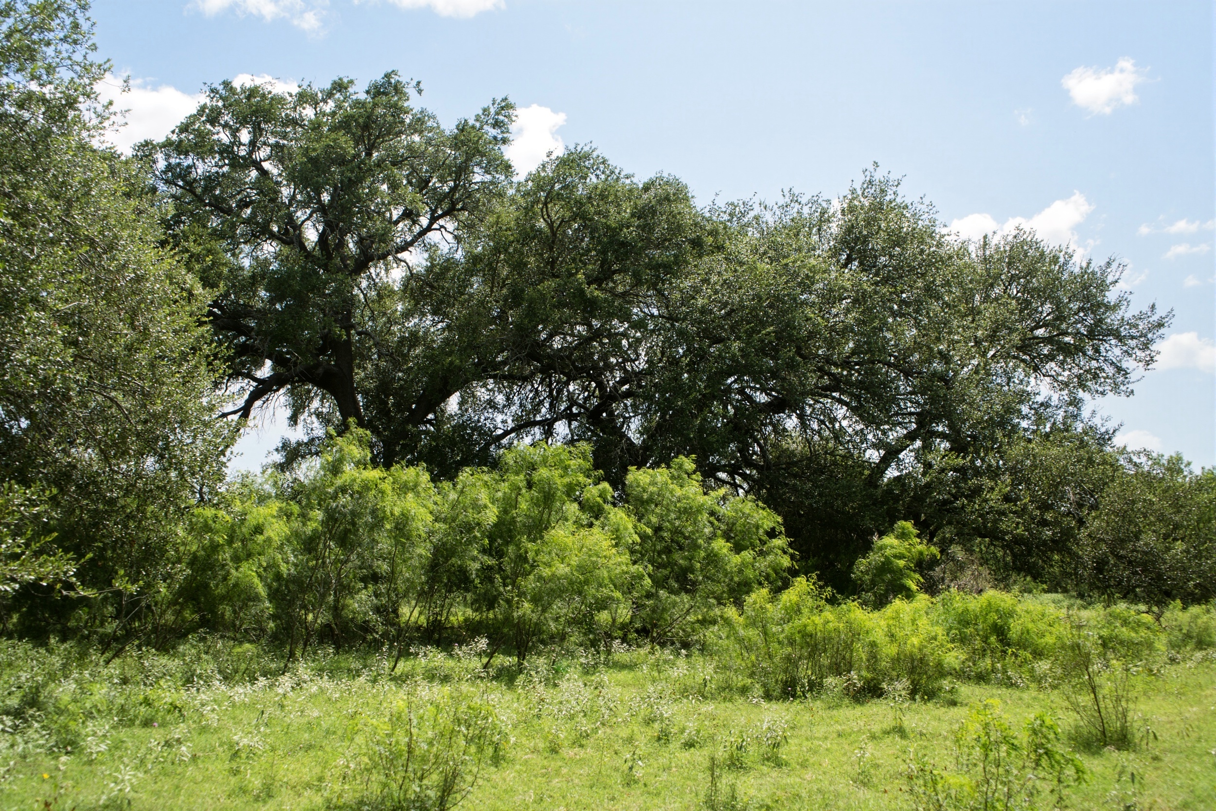  O6 Ranch in Frio County - 物件實景