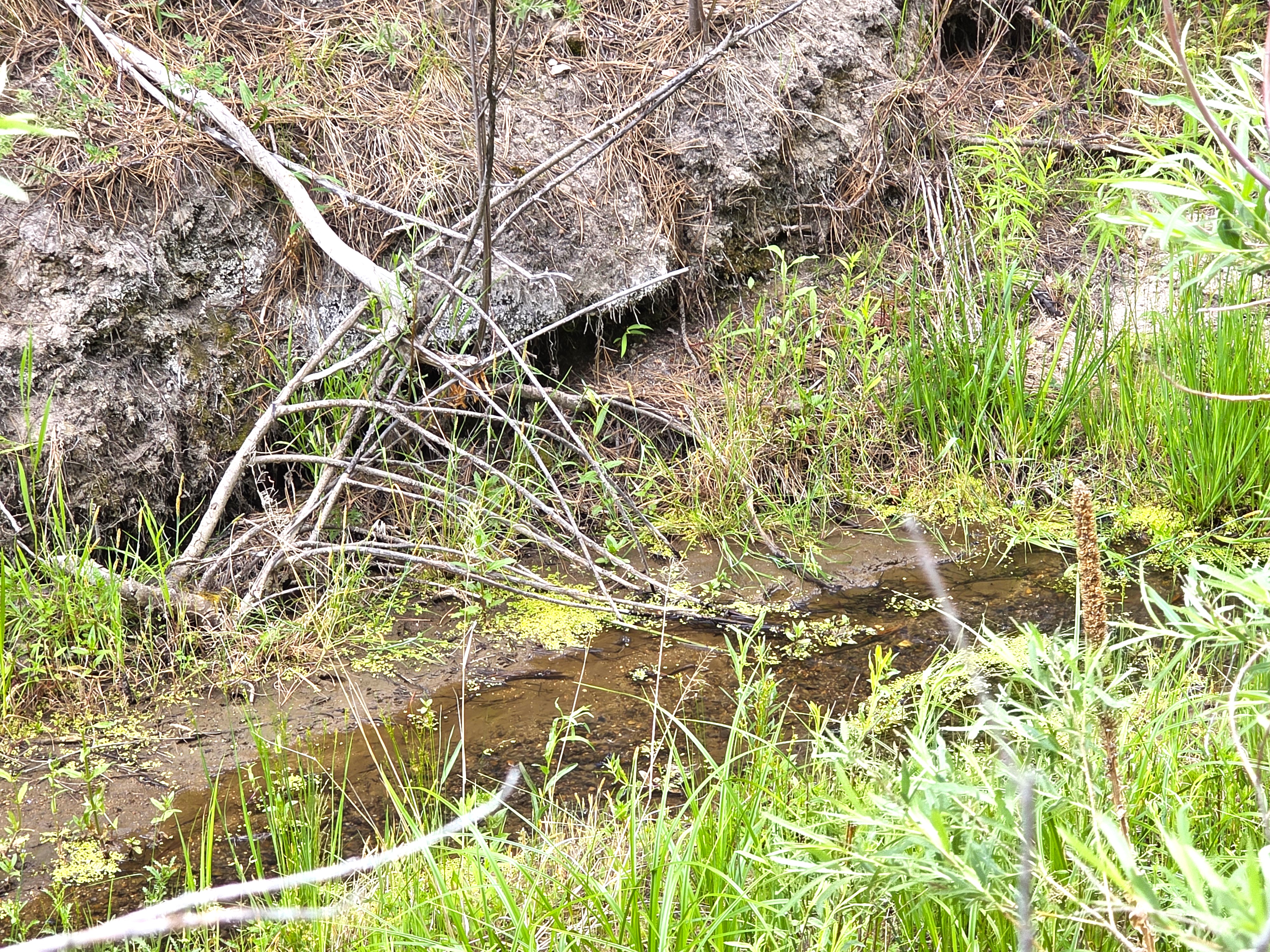  Extremely desirable southwest Black Forest location on stunning 5 wooded acres - 物件實景