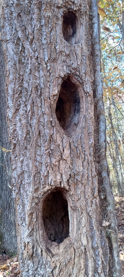 Willow Shade, Kentucky, 42166, United States, 3 Bedrooms Bedrooms, ,2 BathroomsBathrooms,Residential,For Sale,1991903