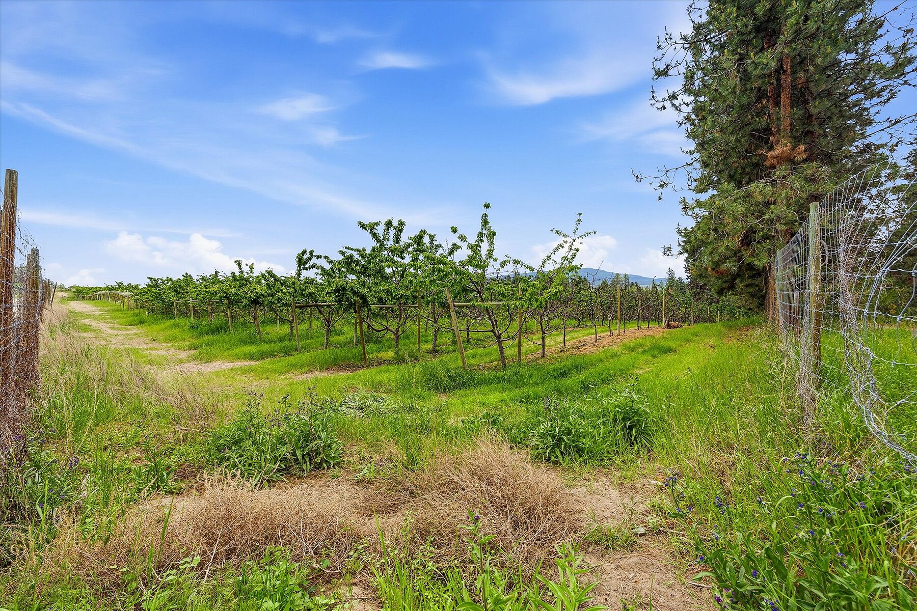  12.81 Acre Orchard - 物件實景