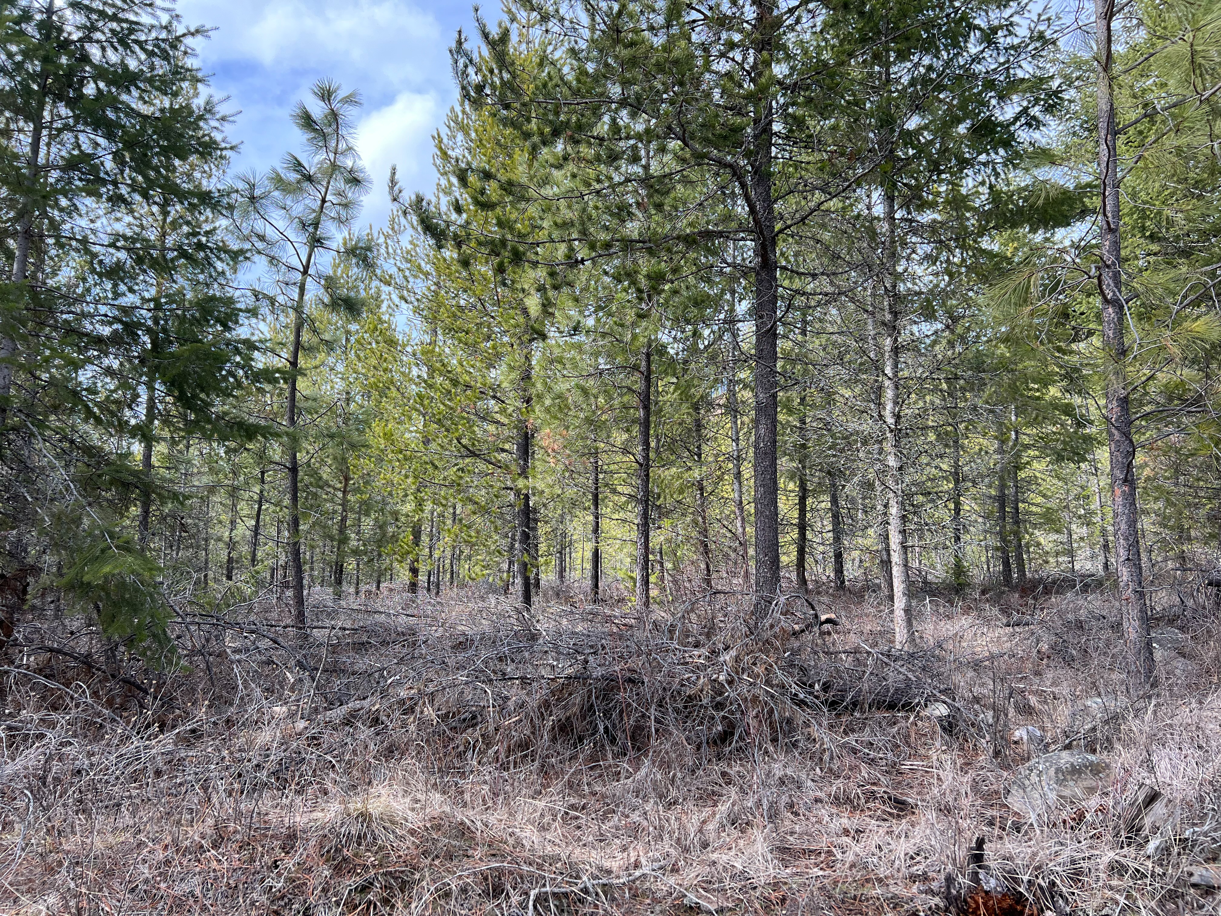 Valley, Washington, 99181, United States, ,Land,For Sale,1979391