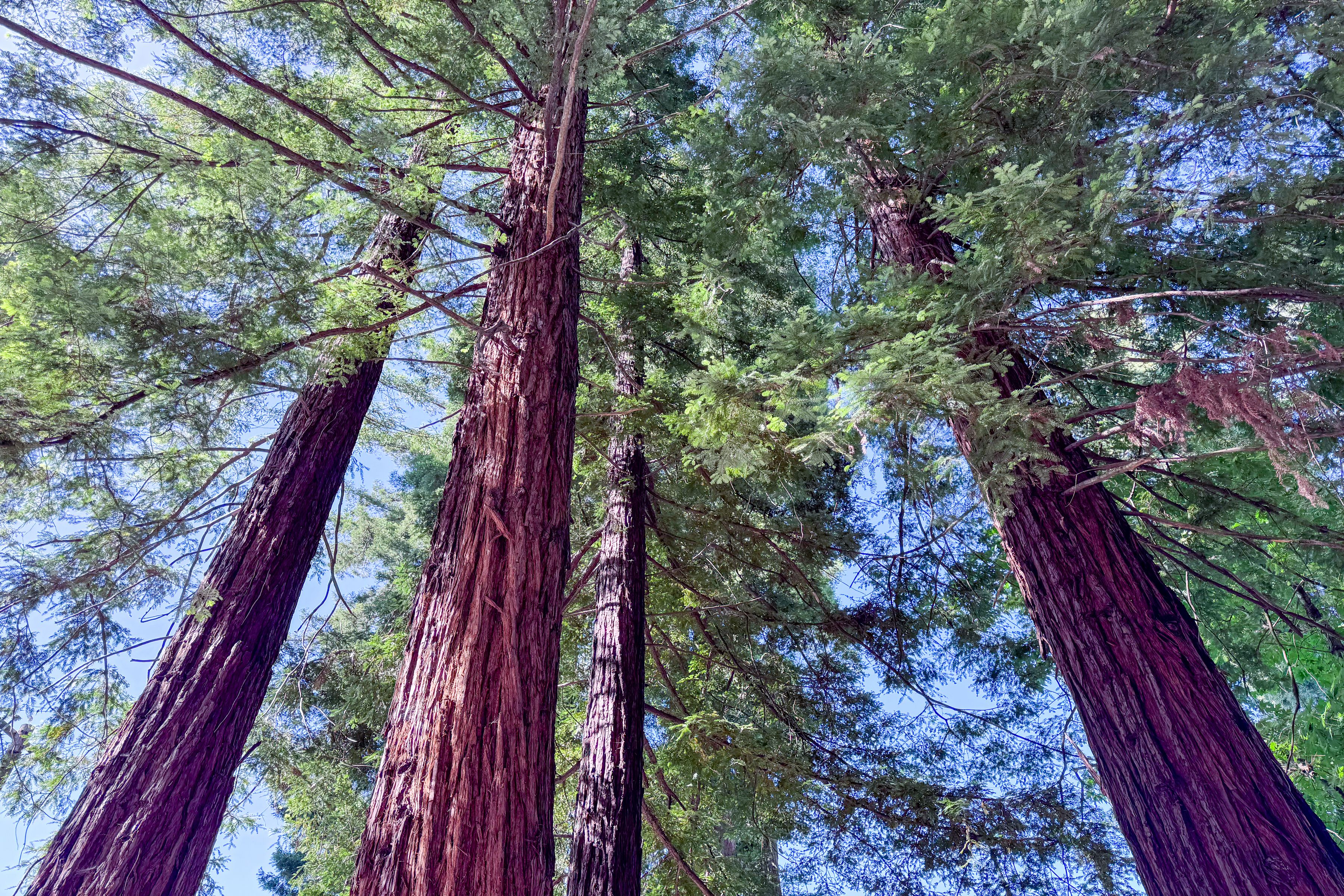  1914 Redwood Drive, Healdsburg - 物件實景