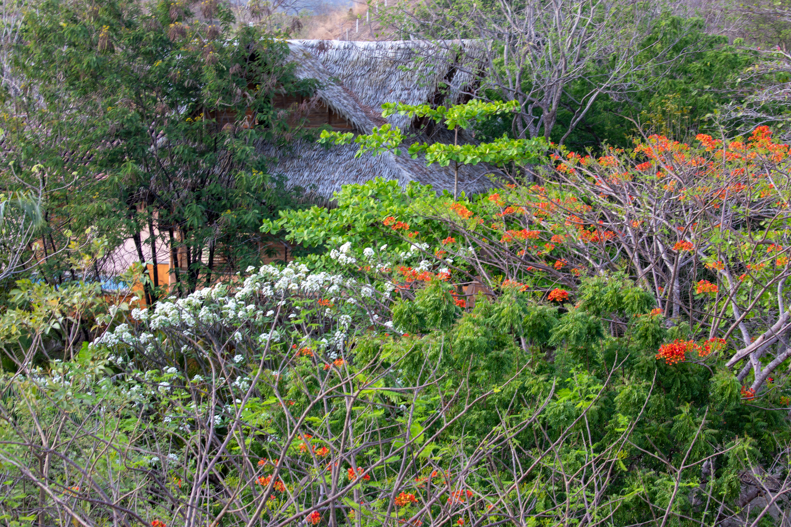 Nosara, Guanacaste, CR, 16 Bedrooms Bedrooms, ,9 BathroomsBathrooms,Residential,For Sale,1587974