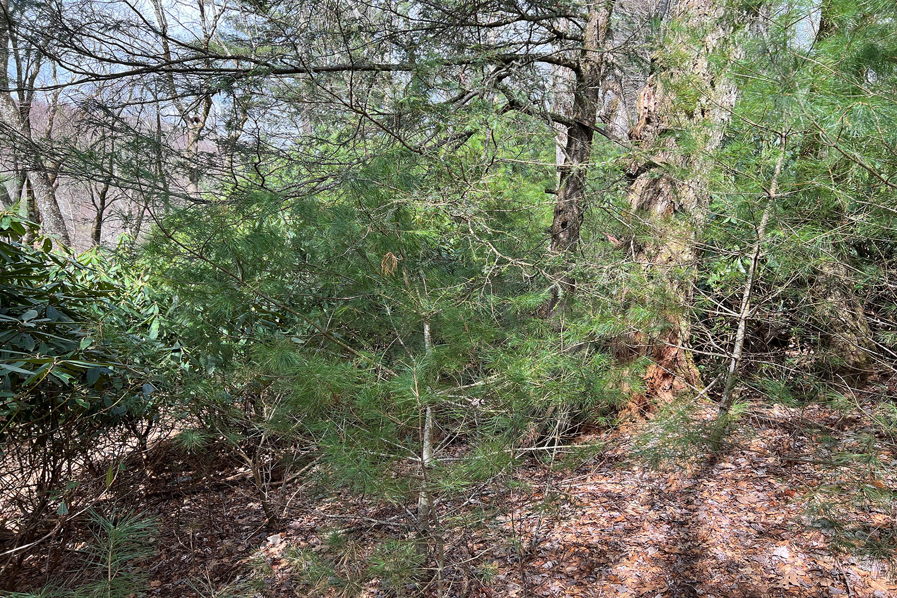  CRAIG FOREST - BLOWING ROCK - 物件實景