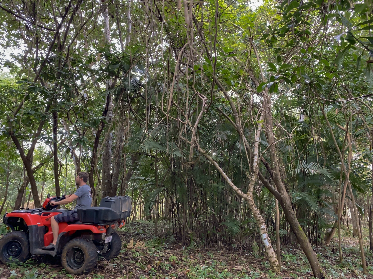 Las Delicias, Delicias, Puntarenas, CR, ,Land,For Sale,Las Delicias,1613556
