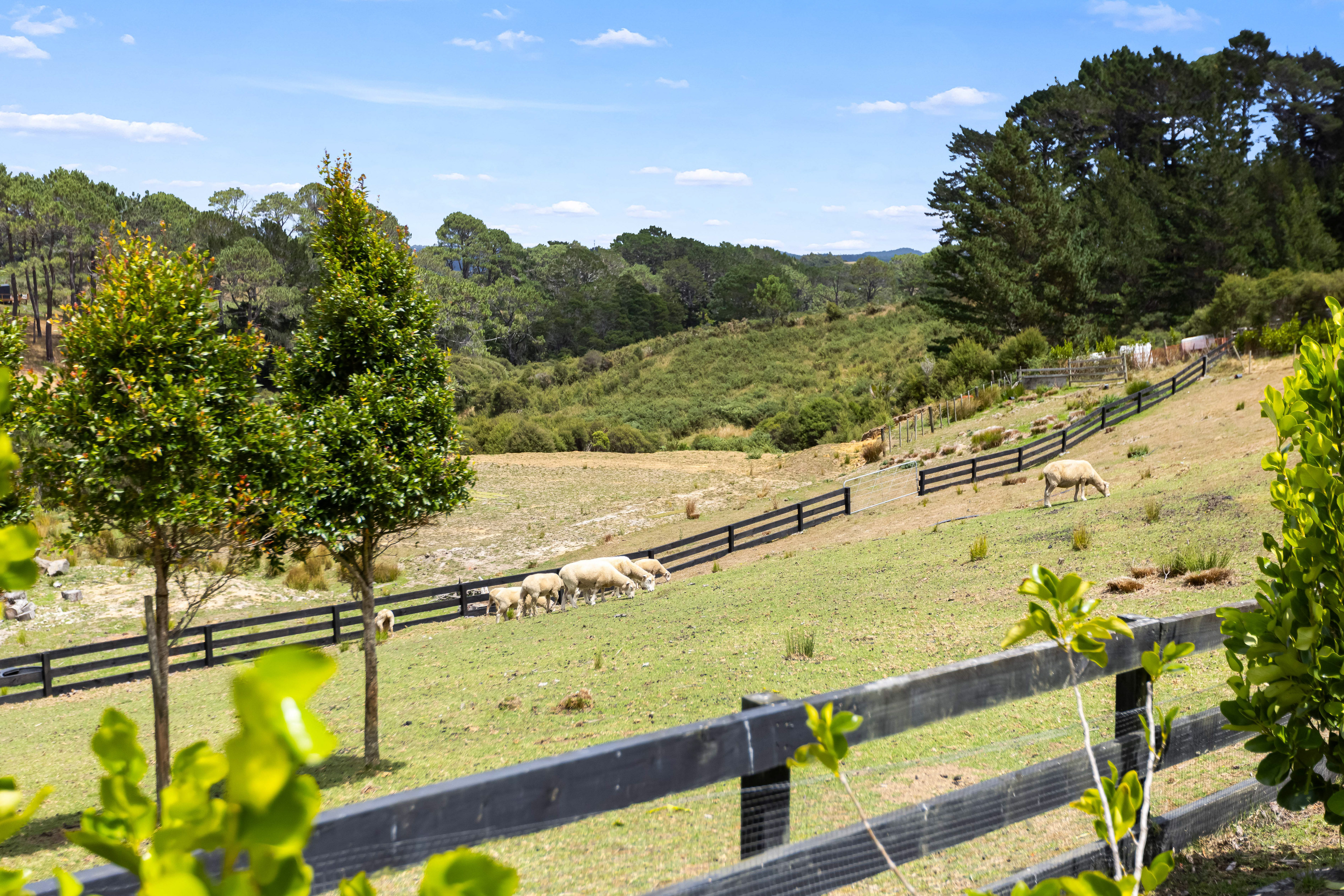  117A Potter Road, Coatesville, Rodney, Auckland - 物件實景