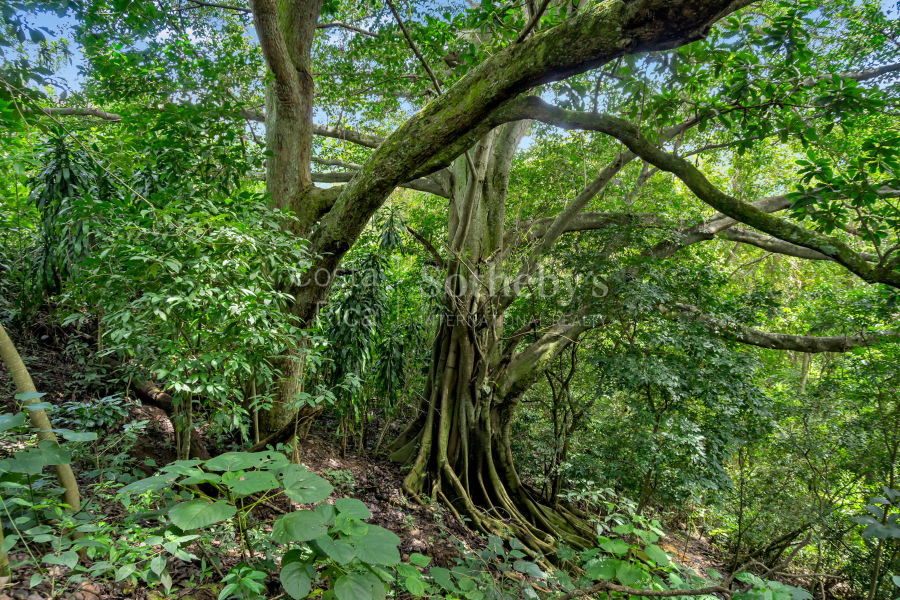  Atenas Highlands Eco Estate - 物件實景