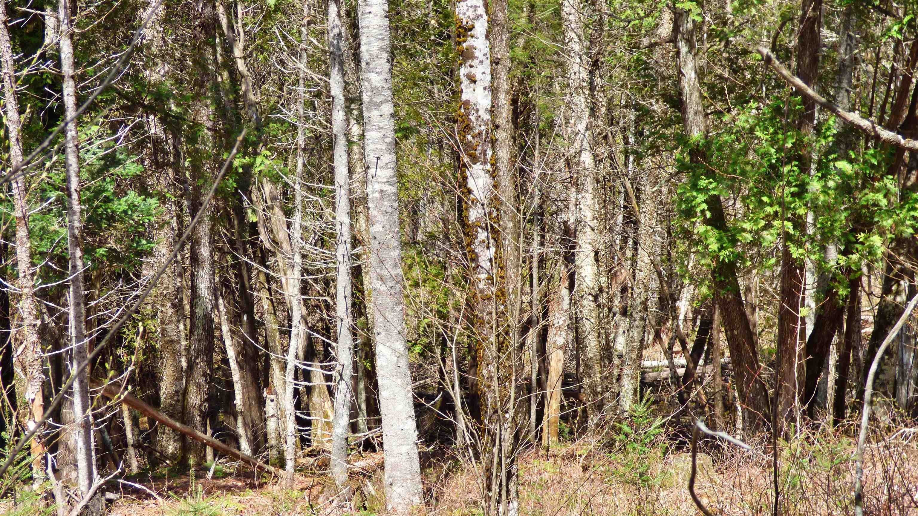 Wheelock, Vermont, 05851, United States, ,Land,For Sale,2017669