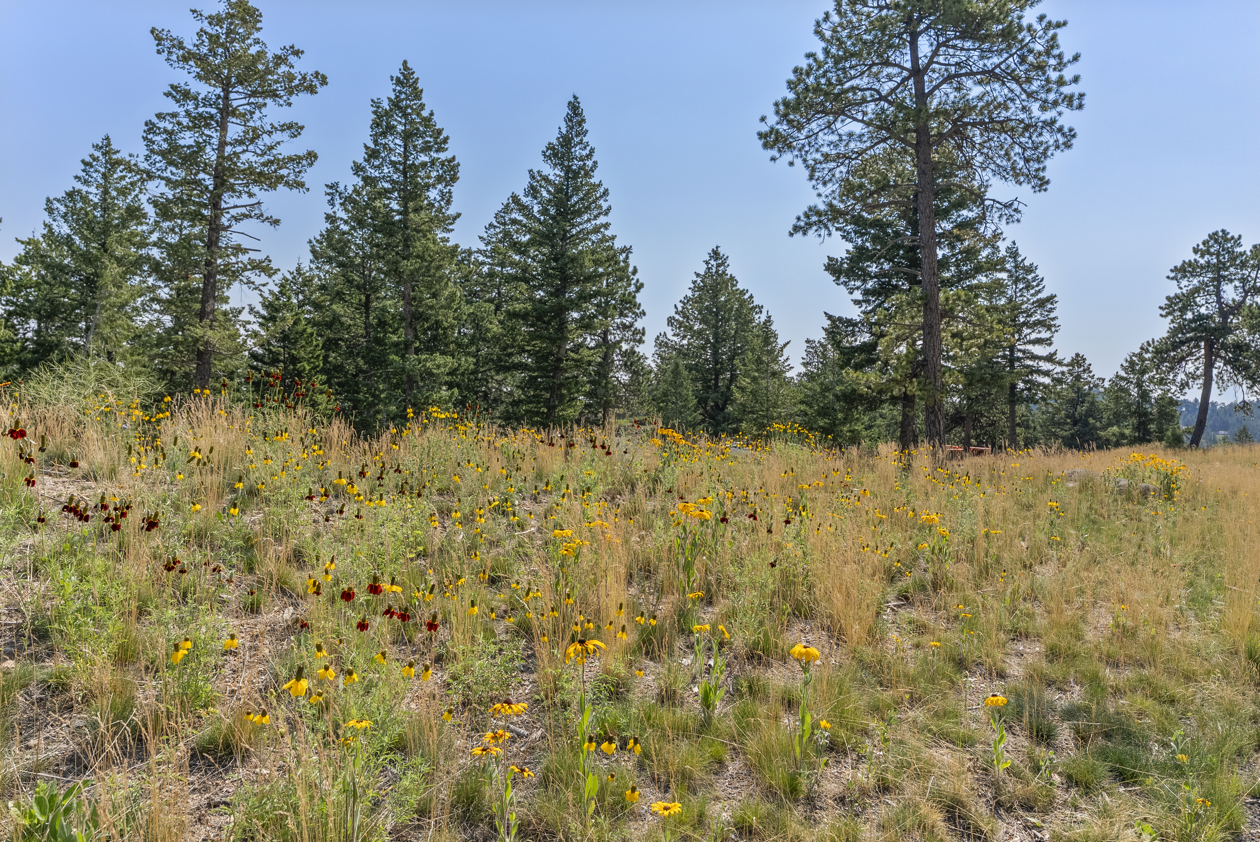  Acreage Available in Evergreen