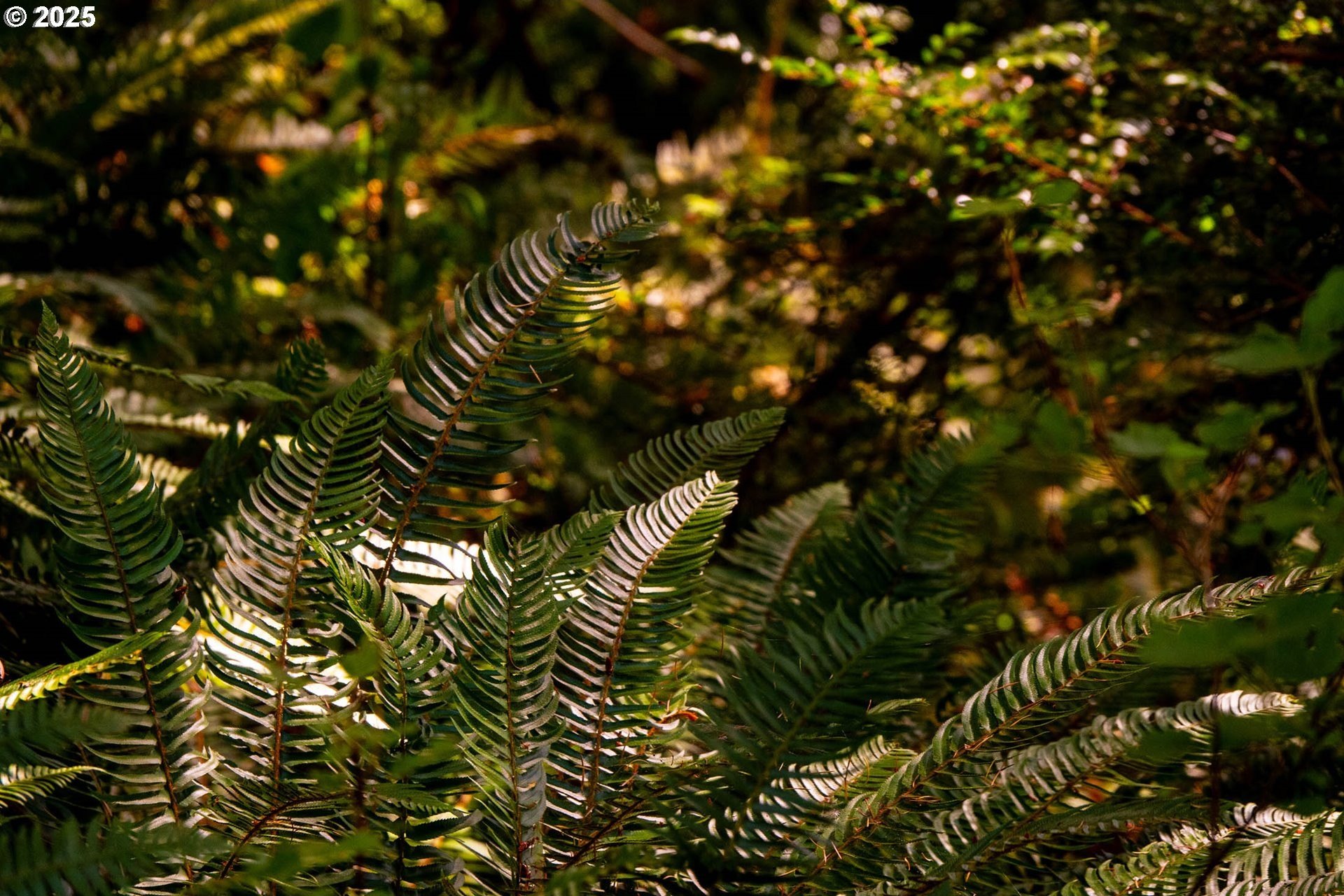 Myrtle Point, Oregon, 97458, United States, 3 Bedrooms Bedrooms, ,3 BathroomsBathrooms,Residential,For Sale,1975614