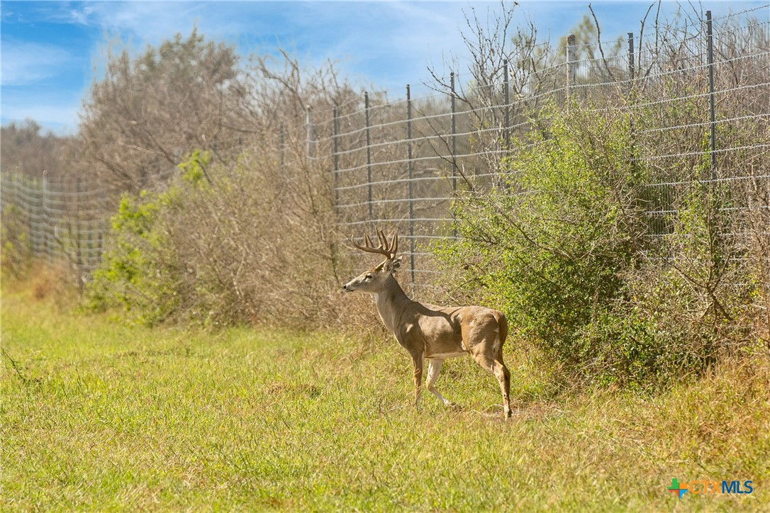 Tivoli, Texas, 77990, United States, ,Land,For Sale,1996181