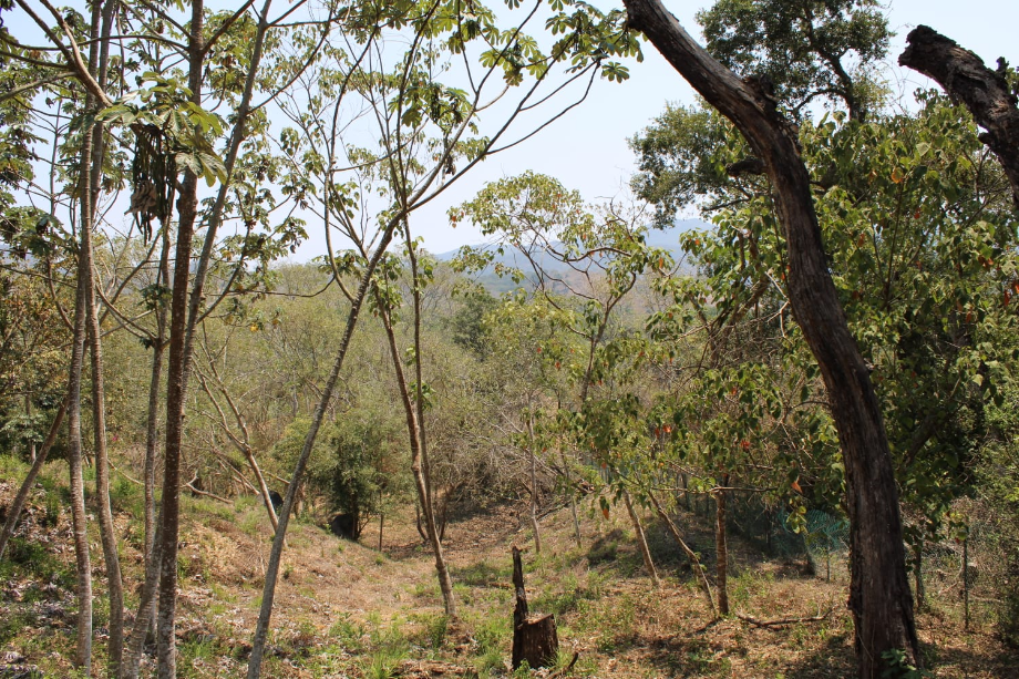 Carr. a Chacala, El Tuito, Jalisco, 48400, Mexico, 1 Bedroom Bedrooms, ,Residential,For Sale,Carr. a Chacala,1425828