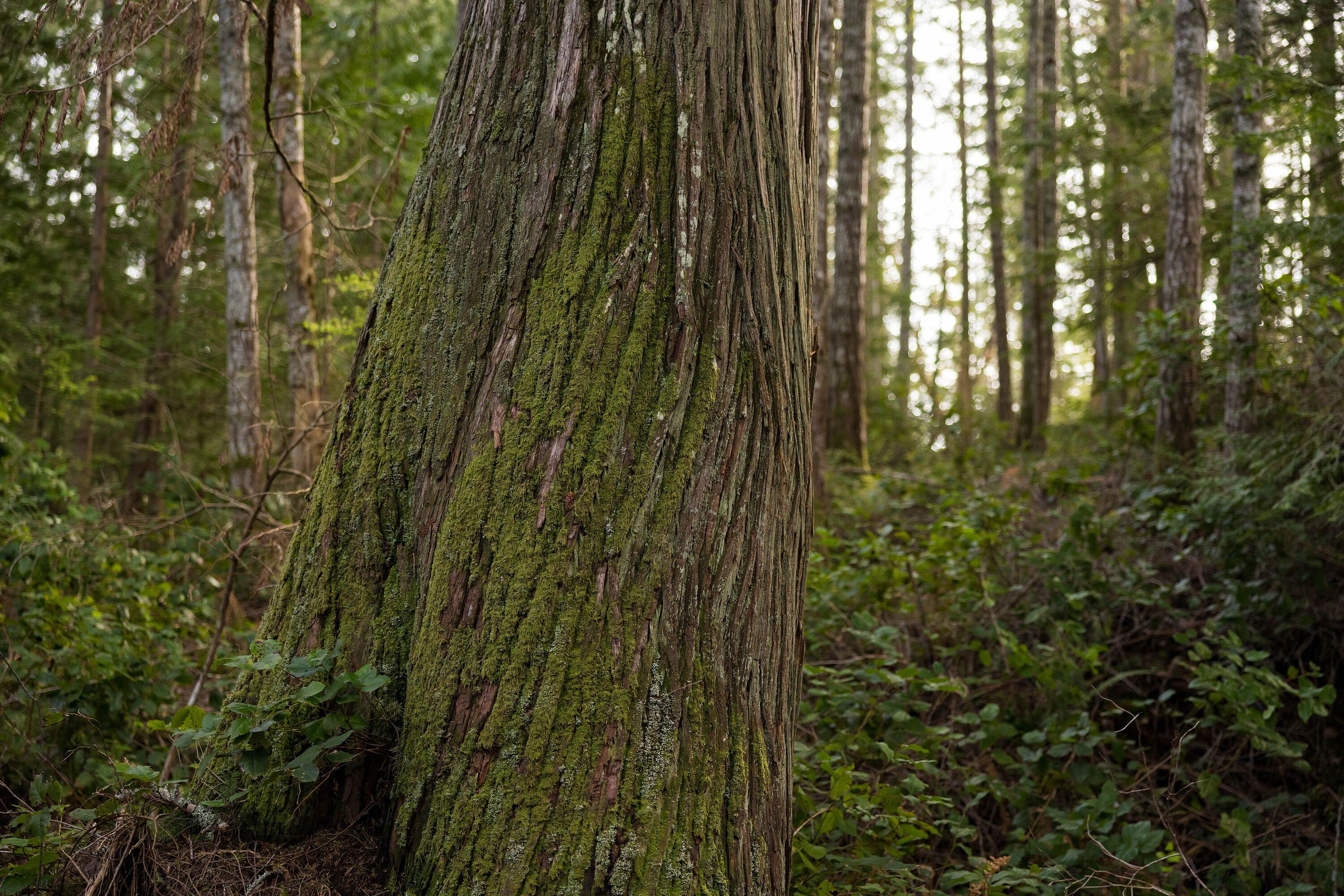 ObjectPhoto54