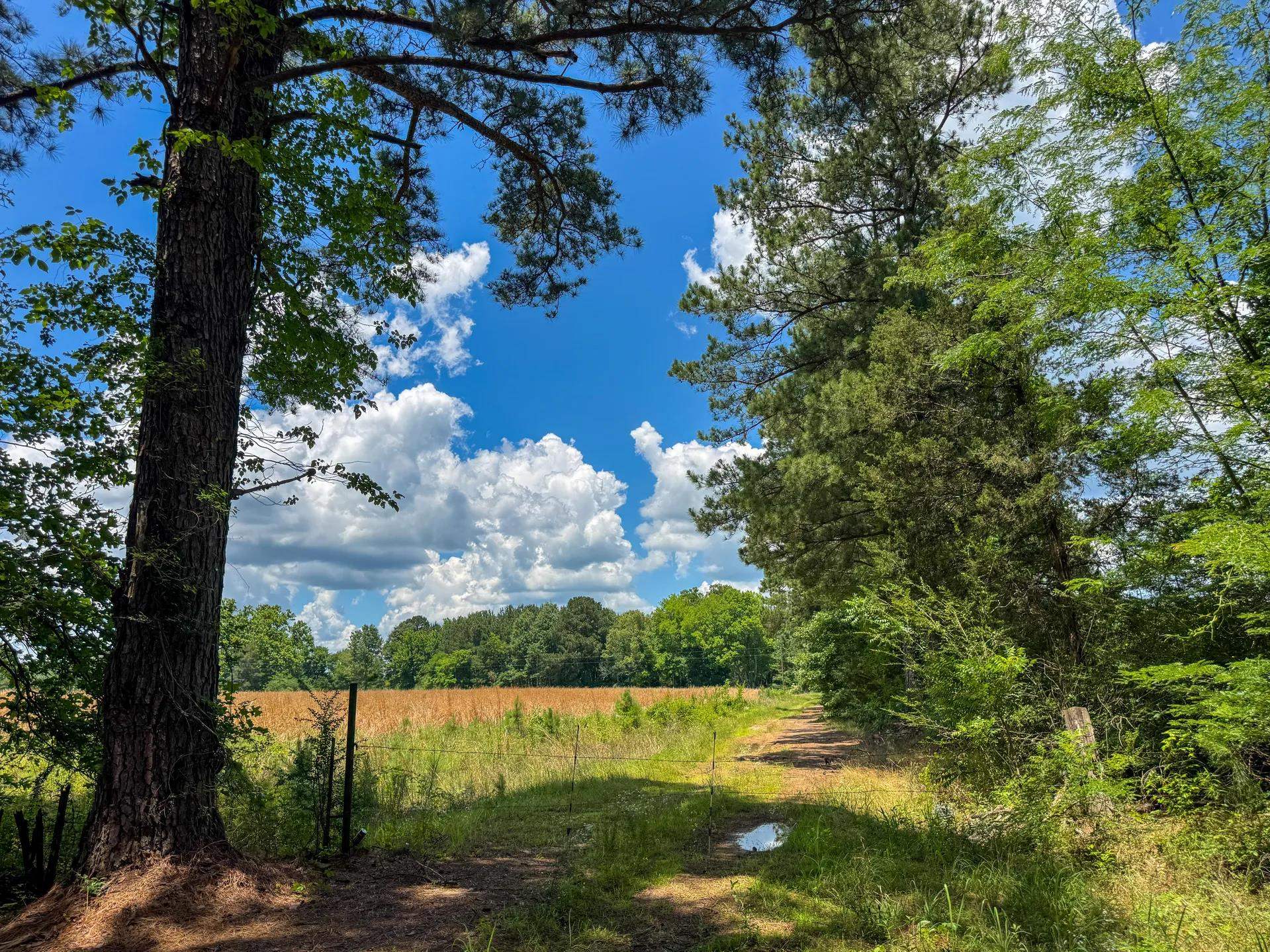 Douglassville, Texas, 75560, United States, ,Land,For Sale,2048006