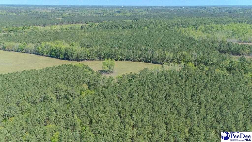 1315 Hill Harrell Road, Effingham, South Carolina, 29541-3179, United States, ,Land,For Sale,1315 Hill Harrell Road,1501598