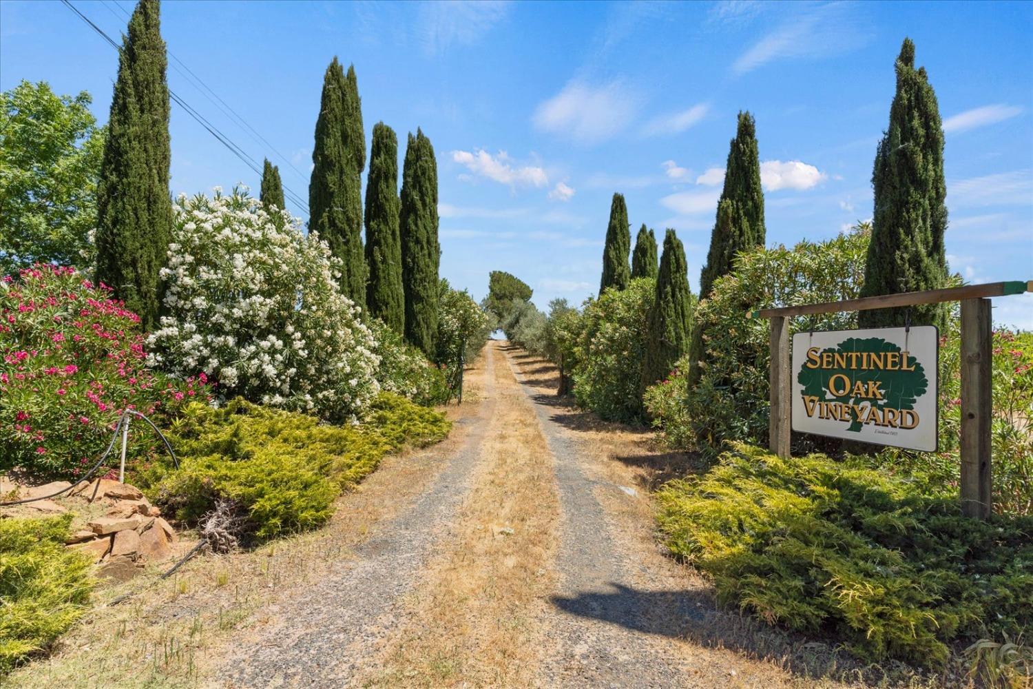 21226 Dickson Road, Plymouth, California, 95669, United States, ,Land,For Sale,21226 Dickson Road,1672447