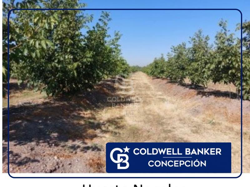 San Carlos, Chile, ,Residential,For Sale,1708027