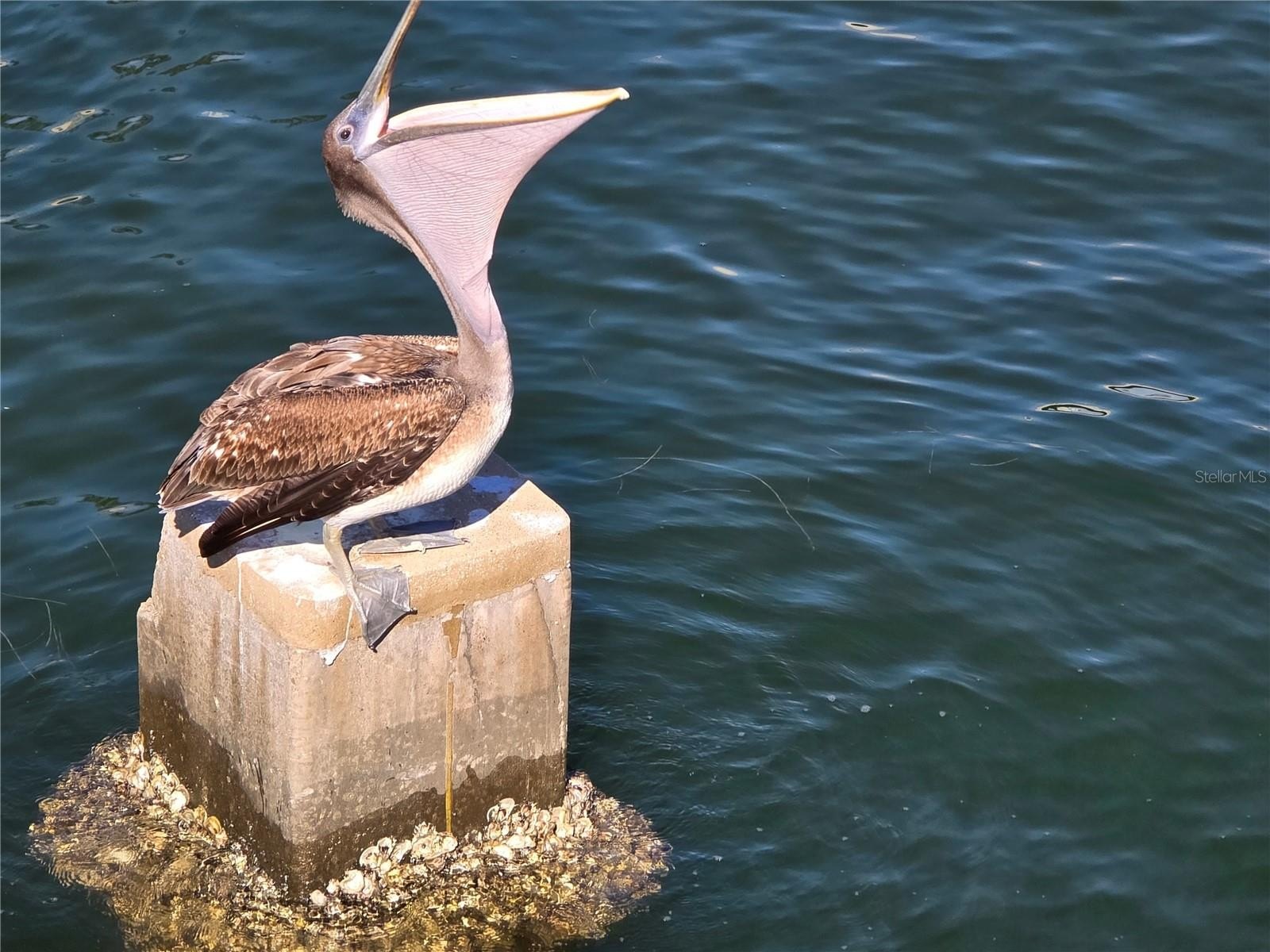 ST PETERSBURG, Florida, 33705, United States, 3 Bedrooms Bedrooms, ,2 BathroomsBathrooms,Residential,For Sale,1989946