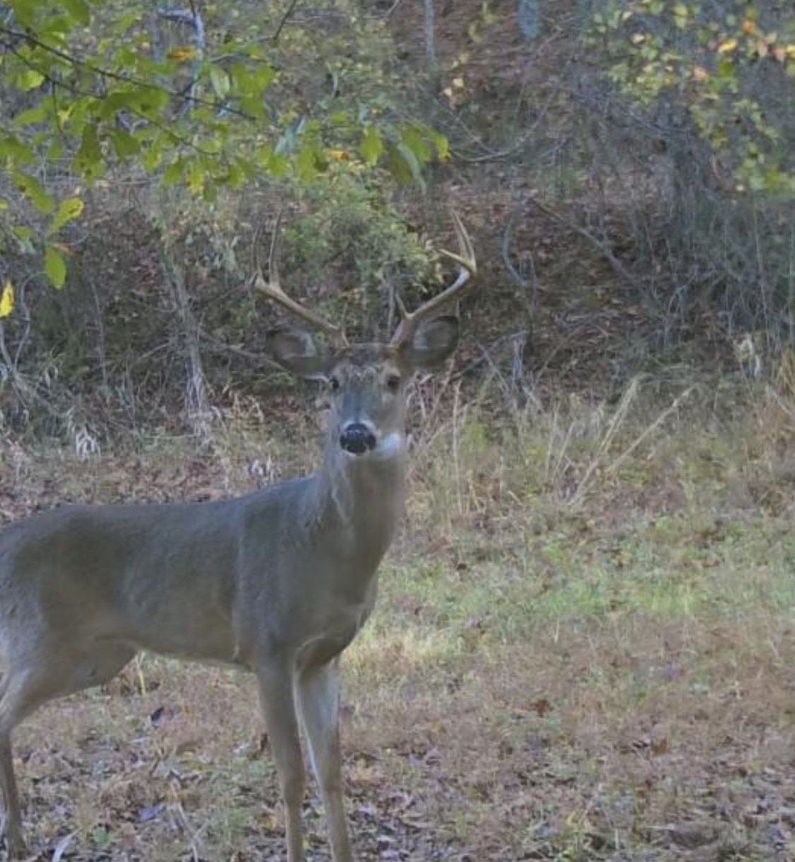 Bowdon, Georgia, 30108, United States, ,Land,For Sale,1989904