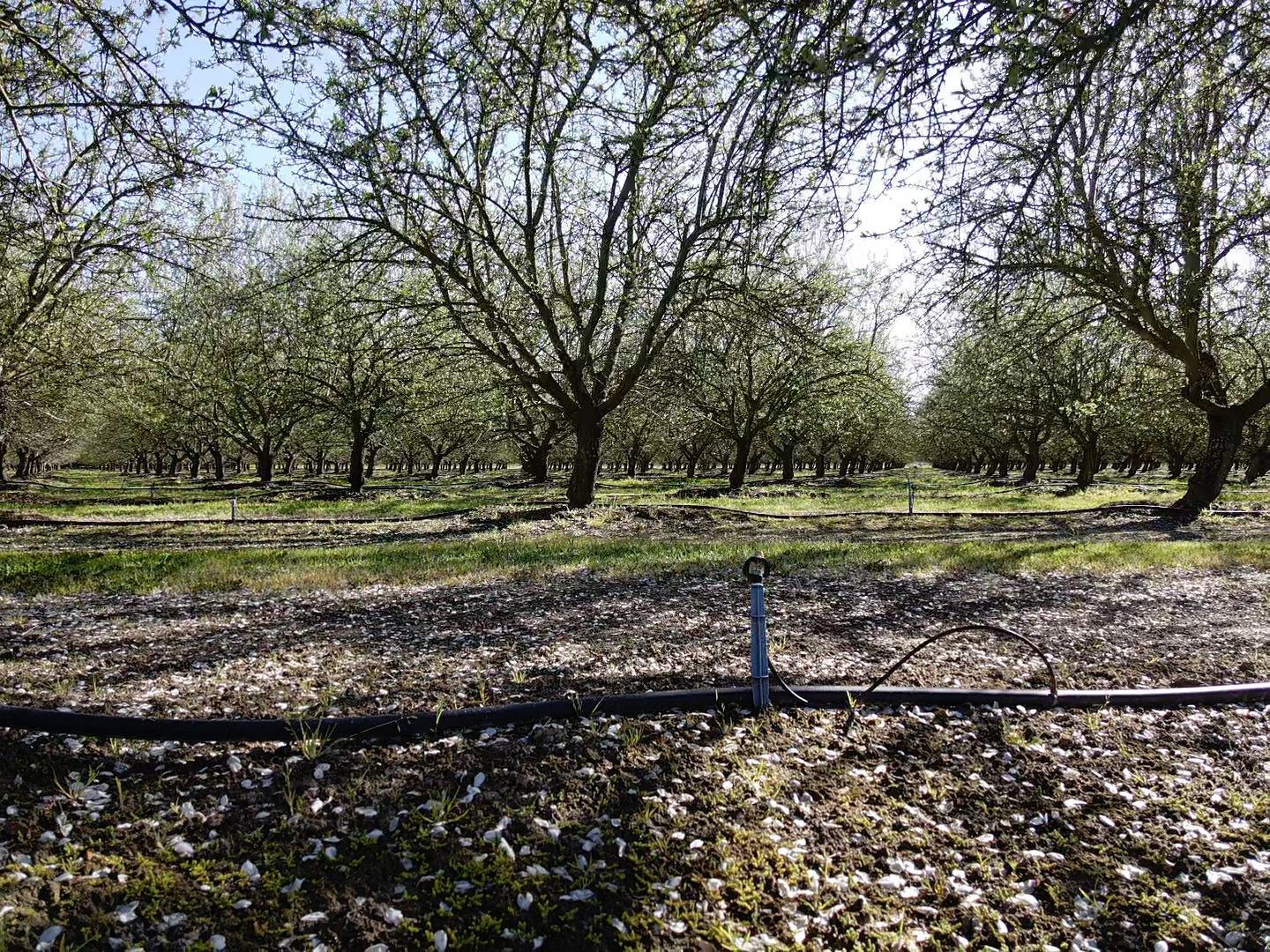 Turlock, California, 95380, United States, 3 Bedrooms Bedrooms, ,4 BathroomsBathrooms,Residential,For Sale,1993882