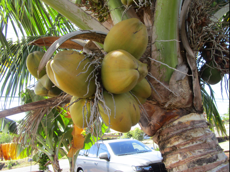 Hilo, Hawaii, 96720, United States, 3 Bedrooms Bedrooms, ,1 BathroomBathrooms,Residential,For Sale,1982594