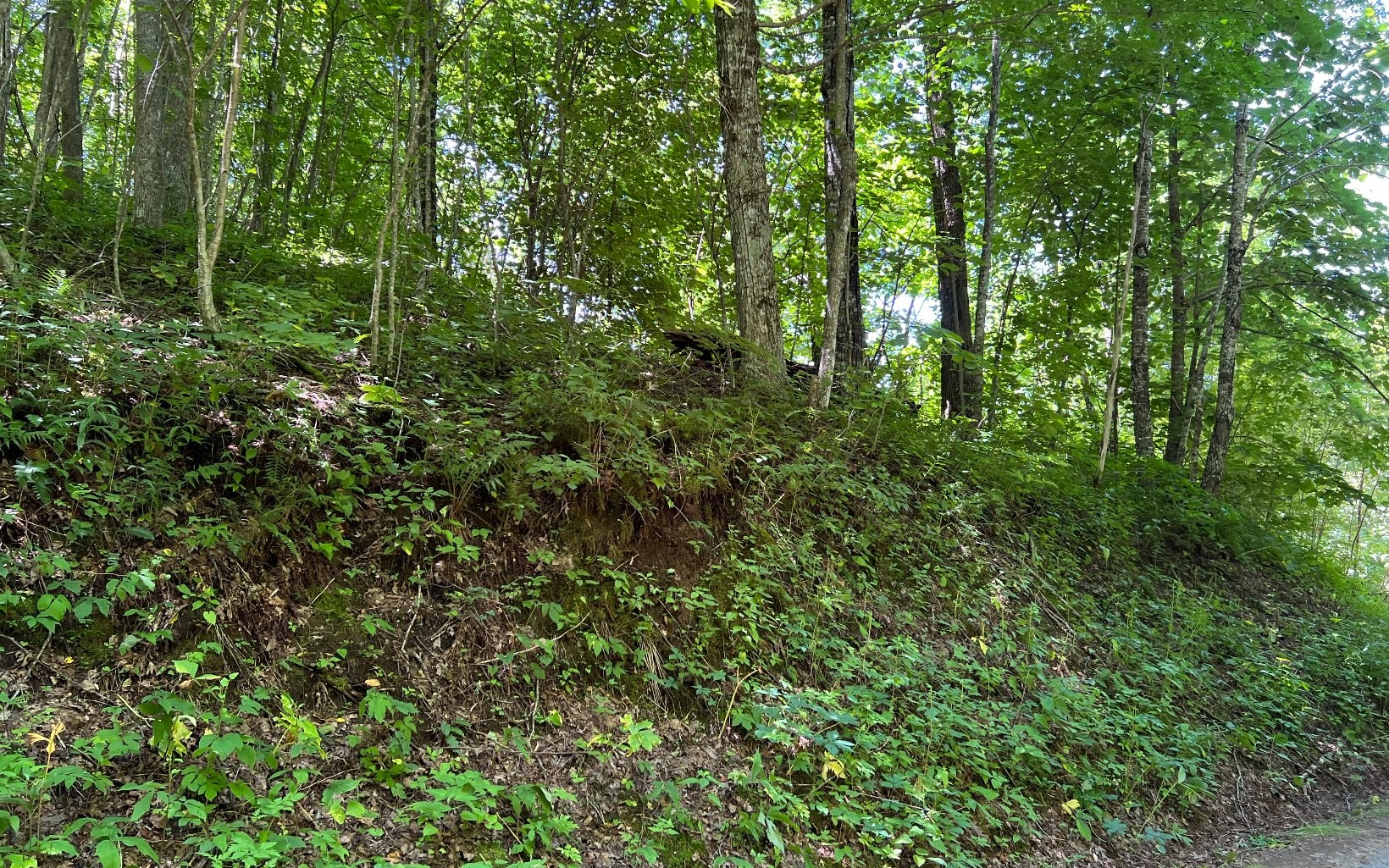 101ac Lori'S Mountain, Hayesville, North Carolina, 28904, United States, ,Residential,For Sale,101ac Lori'S Mountain,1304629