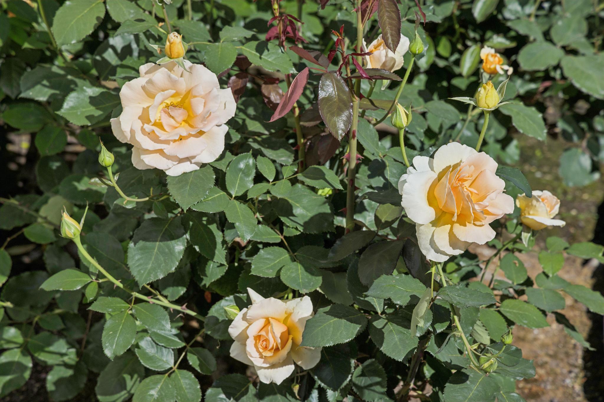  137 France Street - 物件實景